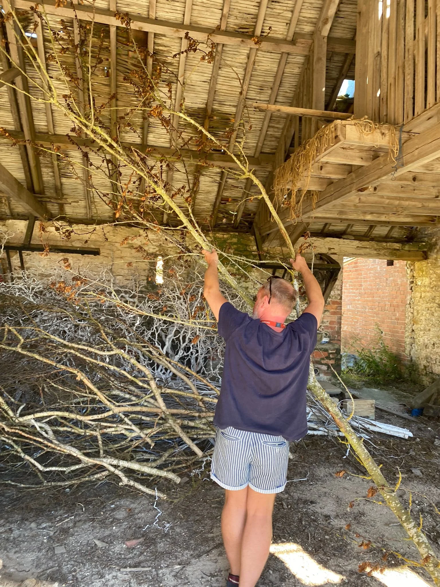 A person with tan skin, wearing striped shorts and a dark shirt, is reaching up to cut or trim a large, leafless tree branch under a wooden structure with a thatched roof.