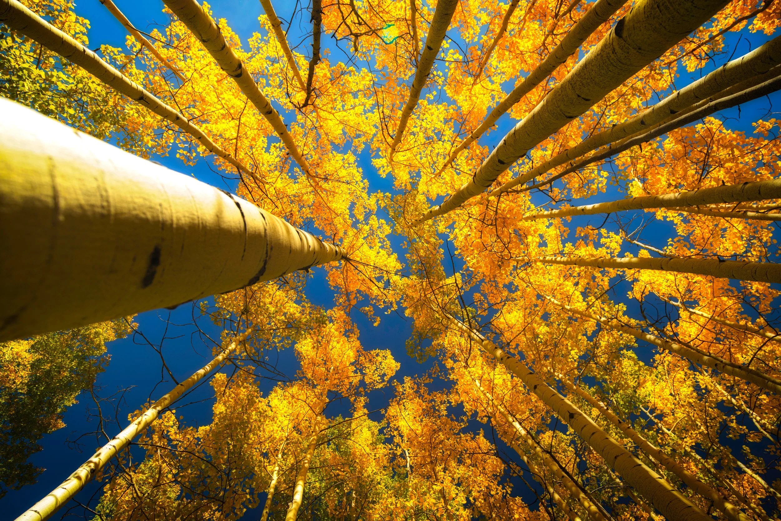 Looking up at tall trees with yellow and orange autumn leaves against a bright blue sky.
