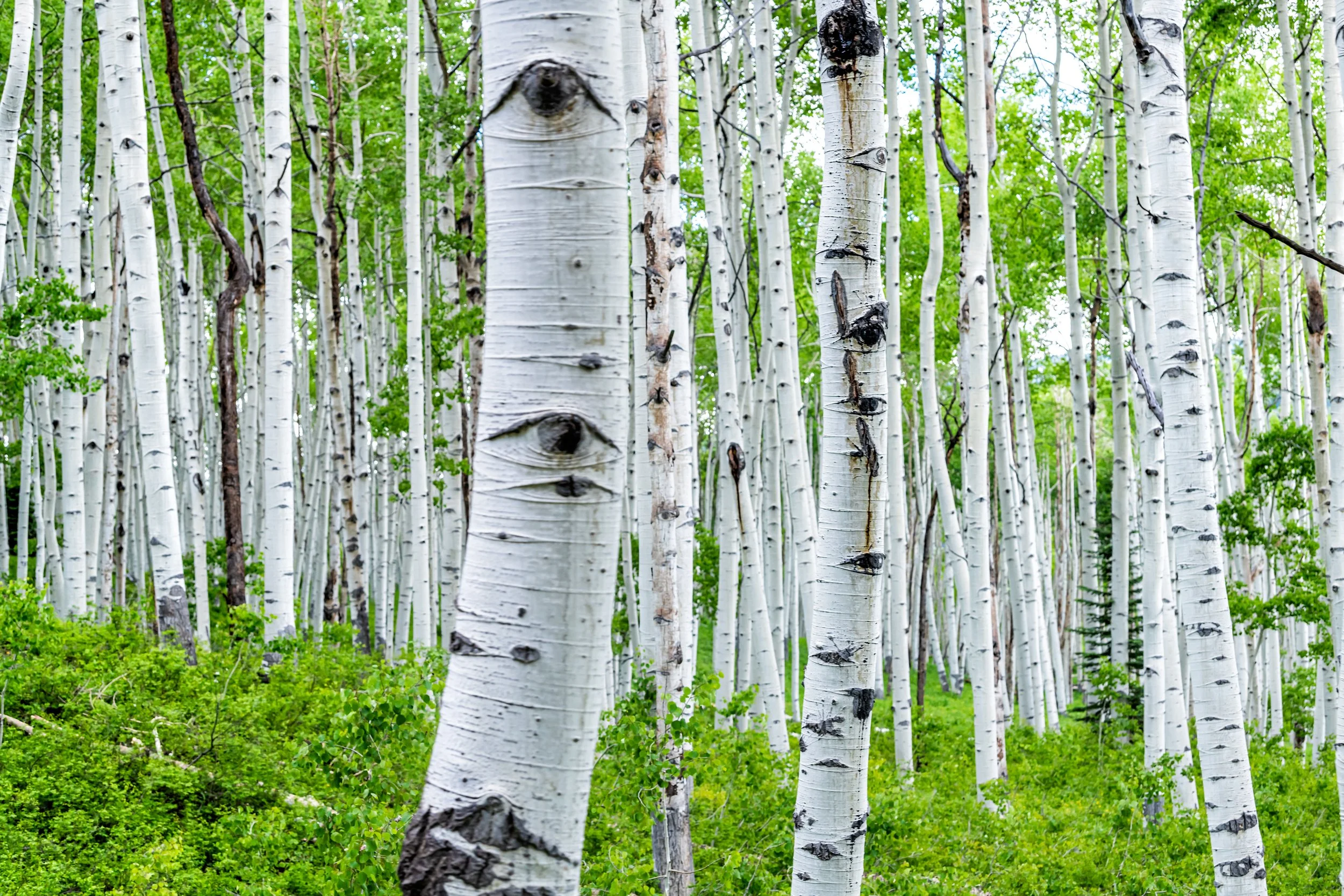 A dense forest of white aspen trees with green foliage and bright green ground cover.
