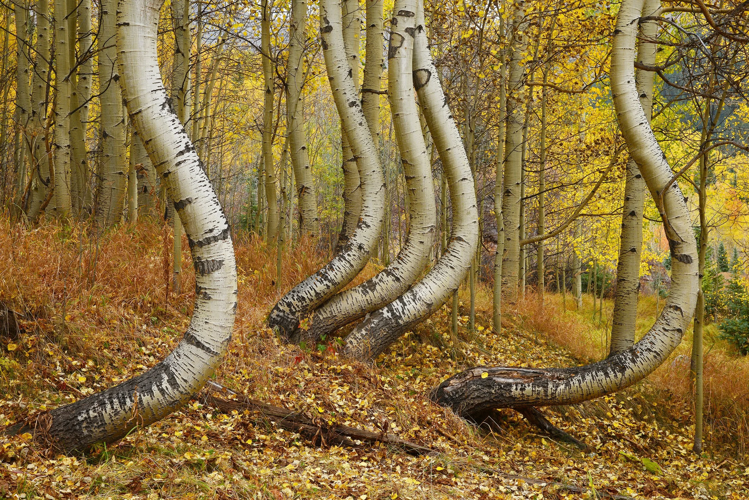 A forest scene with white-barked aspen trees and yellow leaves, some red and orange leaves on the ground.