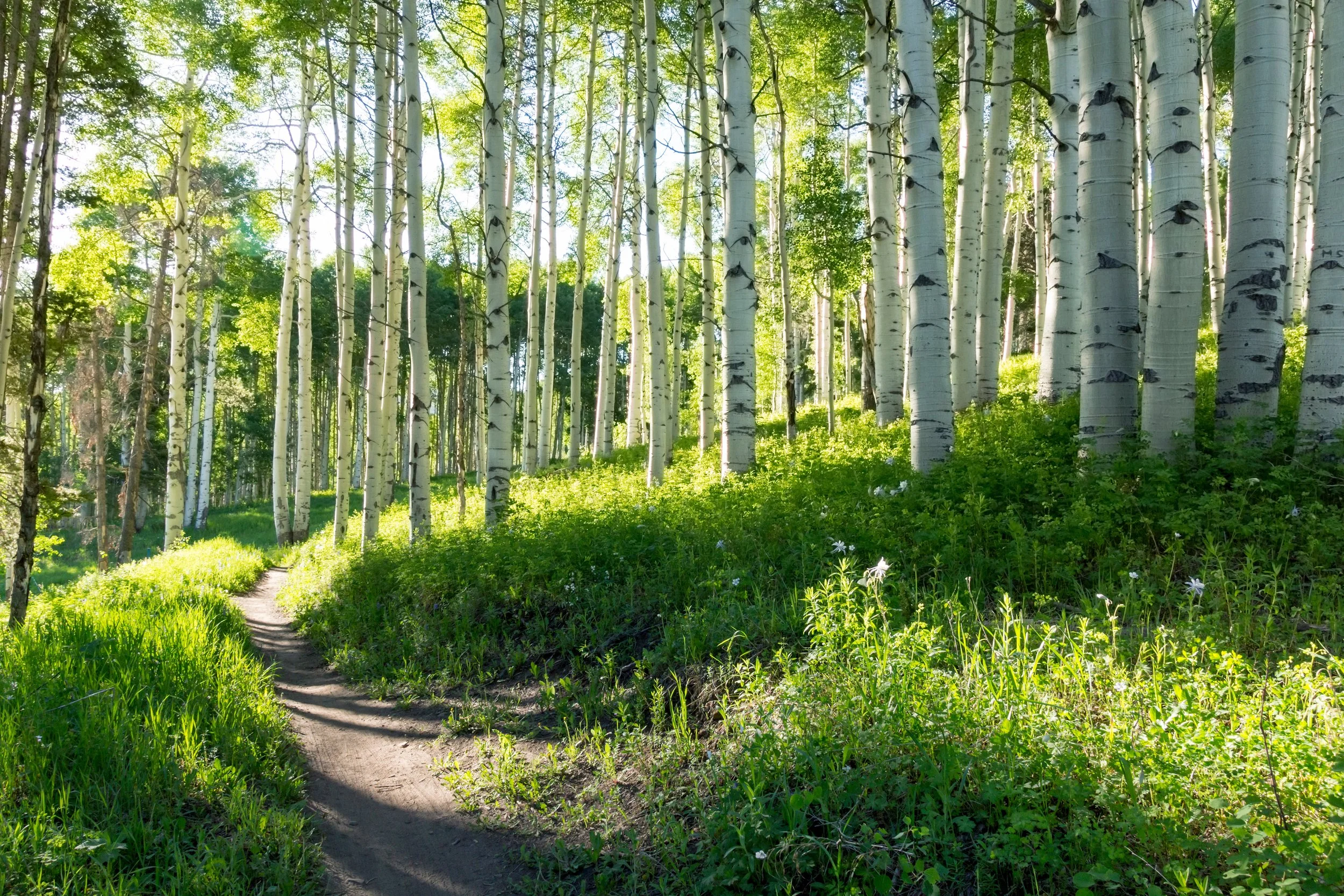 A forest scene with tall, white-barked trees and a narrow dirt trail winding through green grass and wildflowers.