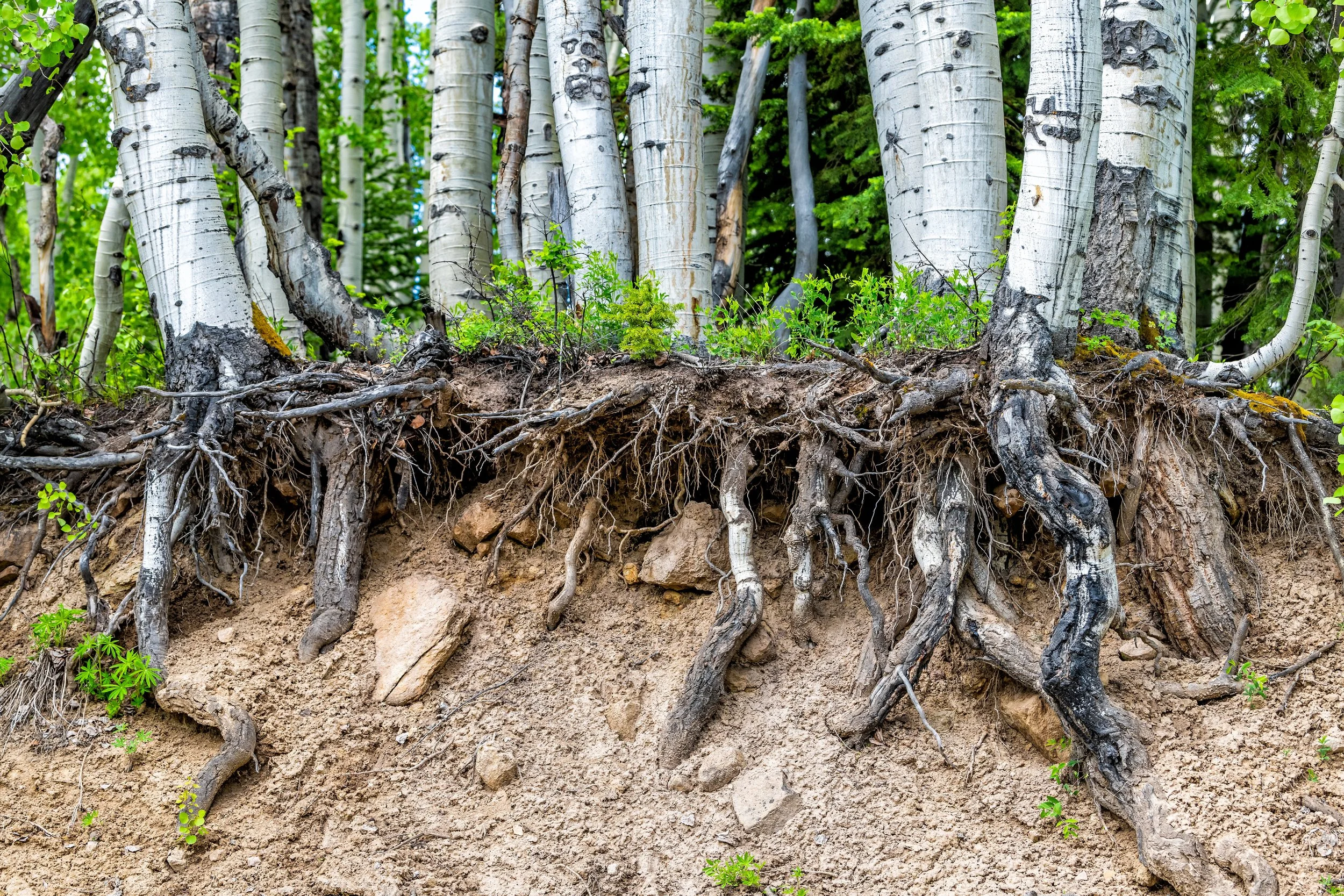 Cross-section of soil showing tree roots and green plants growing above ground.