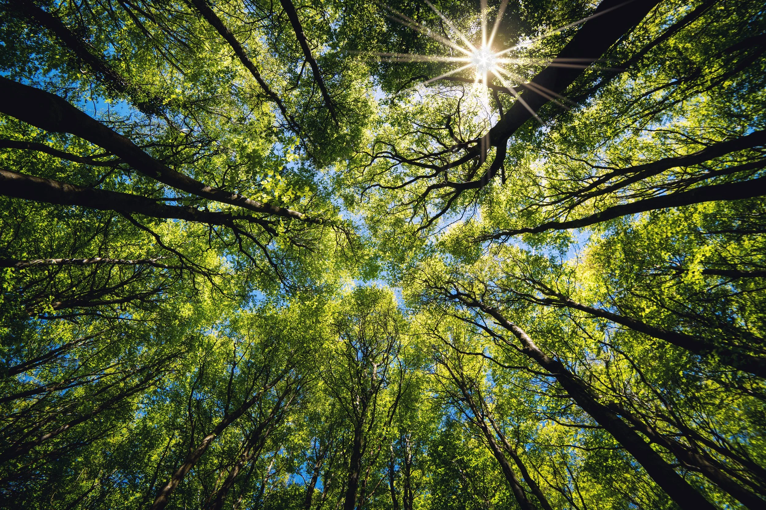 Looking up through a forest canopy with green leaves and sunlight shining through the trees.