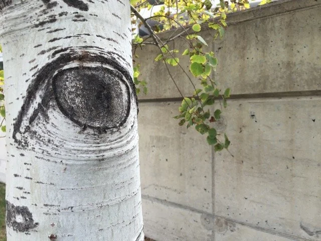 Close-up of a white tree trunk with black markings and a hollow in the center, with a concrete wall and green leaves in the background.