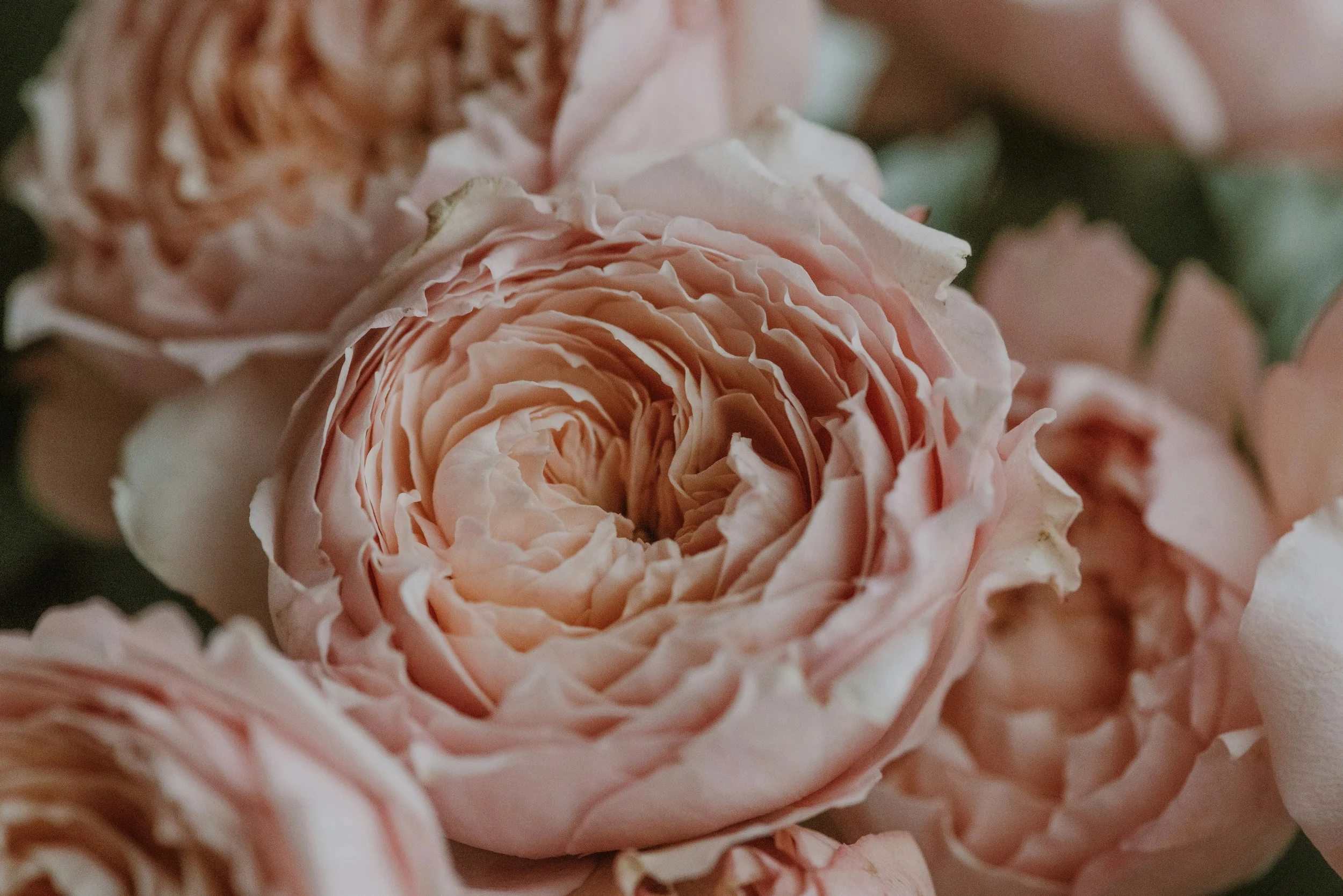 Nahaufnahme von mehrfarbigen pinken und cremefarbenen Rosenblüten mit detaillierten, gewellten Blütenblättern.
