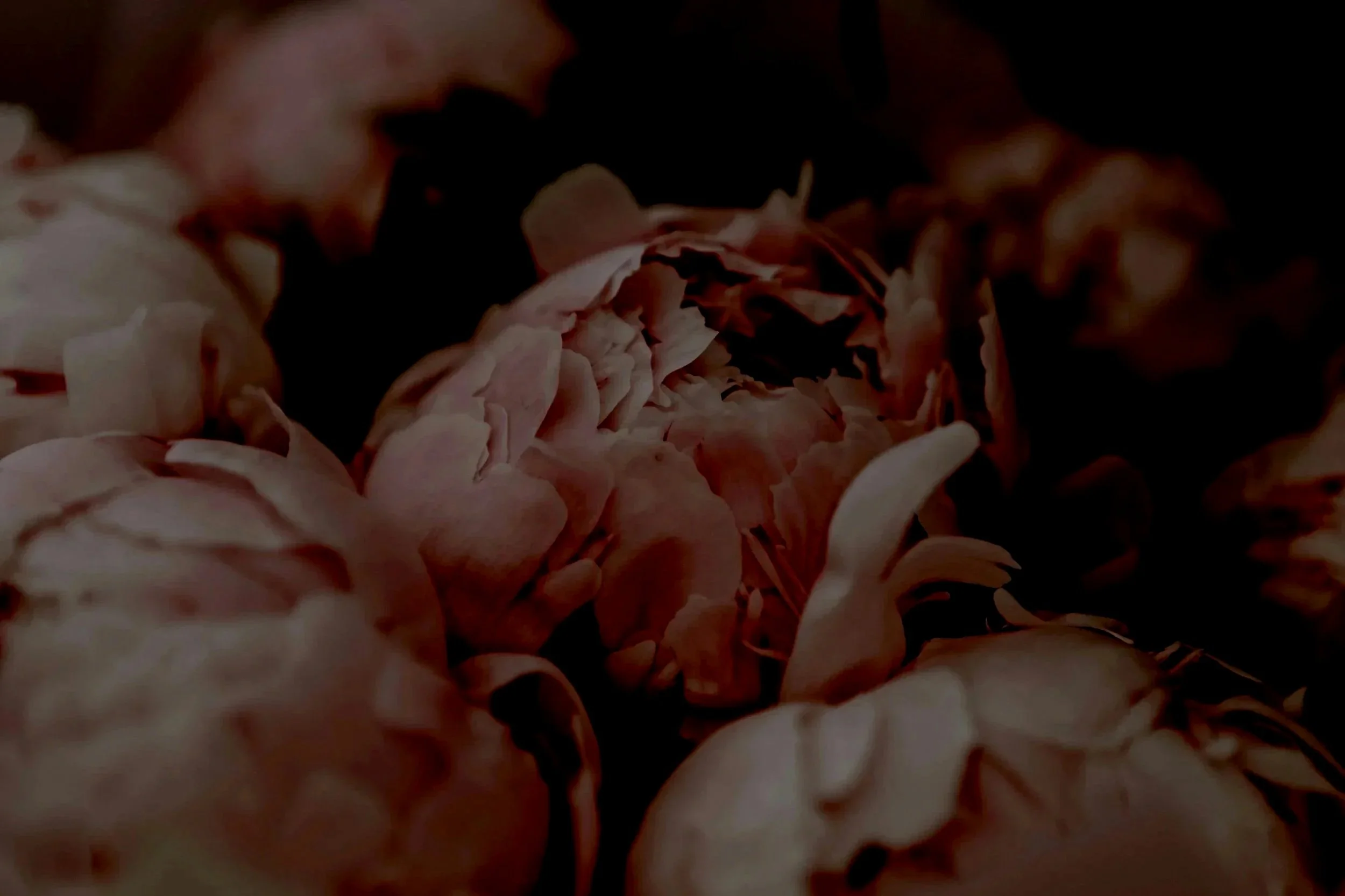 Nahaufnahme von Blumen, wahrscheinlich Dahlien, in cremigen Rosa- und Weißtönen