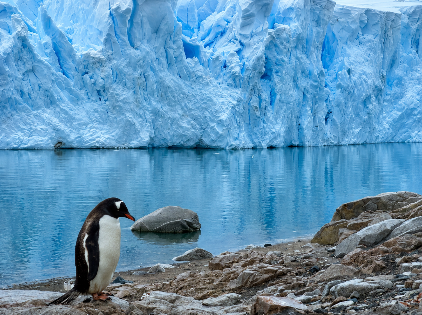 A penguin standing on a rocky shoreline in front of a calm body of water with a large ice glacier in the background.