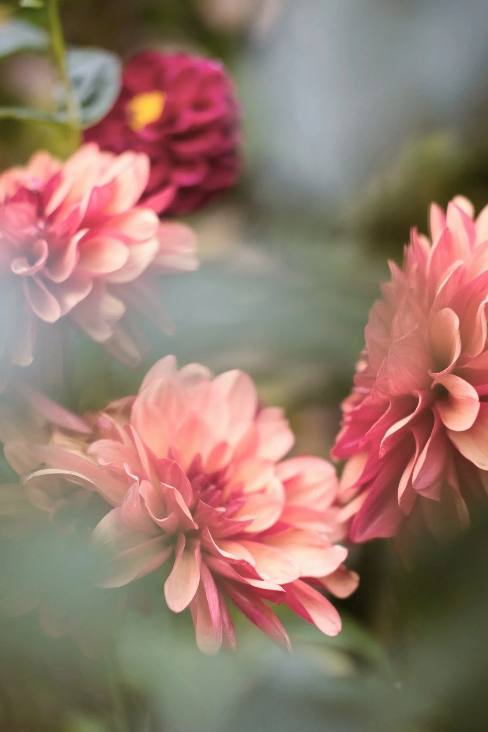 Close-up of pink dahlias with soft background.