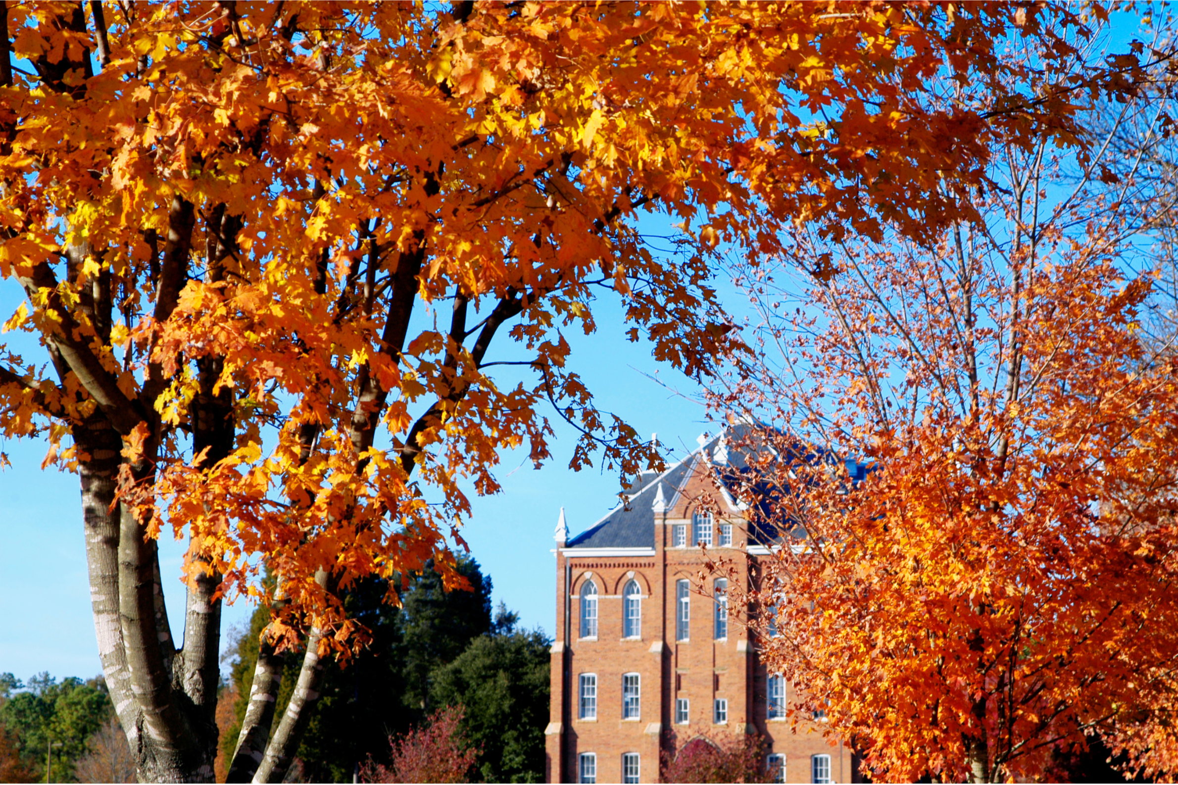 Ivy-covered brick college building framed by orange autumn leaves, representing the FutureFour college counseling process