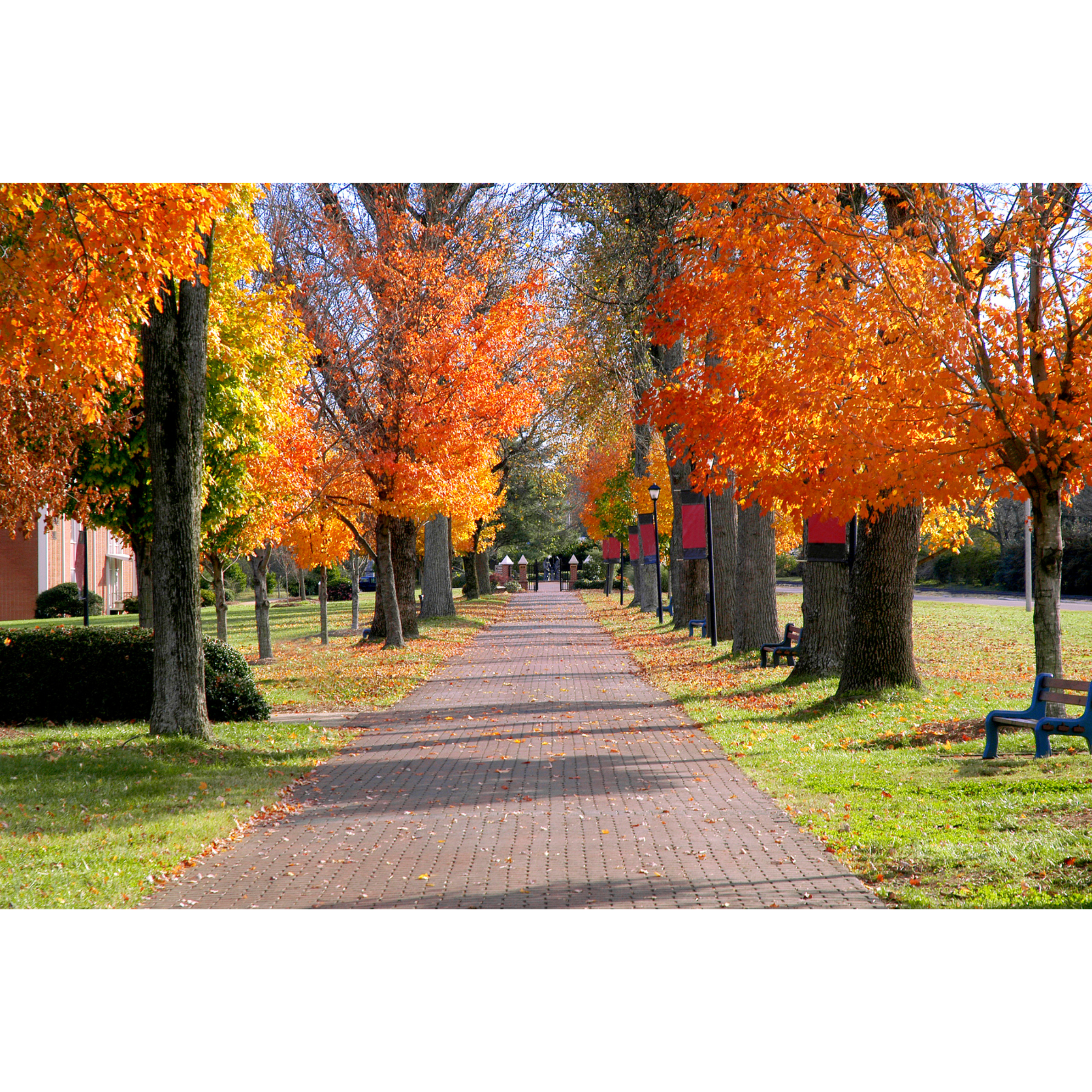 Autumn tree-lined path on a college campus, representing the long, steady journey of the college admissions process