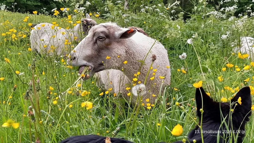 Luonnonlaidunp&auml;iv&auml;&auml; vietettiin 13.6.

🌱Luonnonlaitumella tarkoitetaan erilaisia laidunnettavia alueita, joita ei lannoiteta eik&auml; muokata. Perinnebiotoopit ovat luonnonlaidunten arvokkainta p&auml;&auml;t&auml;. Usein luonnonlaitu