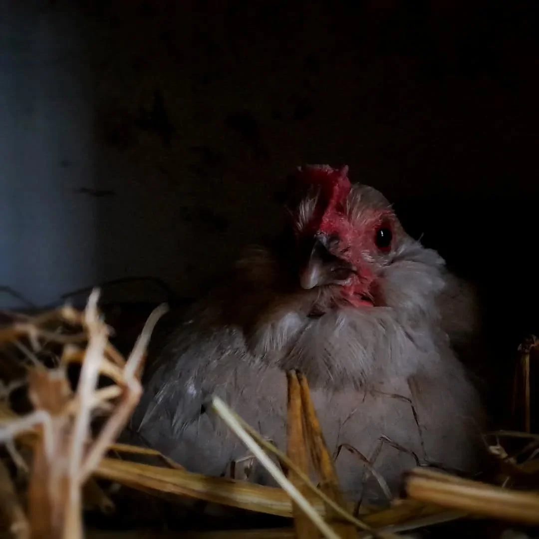 M U N I A

Salmonellan&auml;ytteet oli puhtaat, mik&auml; tarkoittaa, ett&auml; saamme nyt luovuttaa munia tilan ulkopuolelle! Yksi t&auml;m&auml;n vuoden etapeista siis saavutettu.

Kanat el&auml;v&auml;t pieness&auml; n. 20 kanan parvessa, ulkoilev