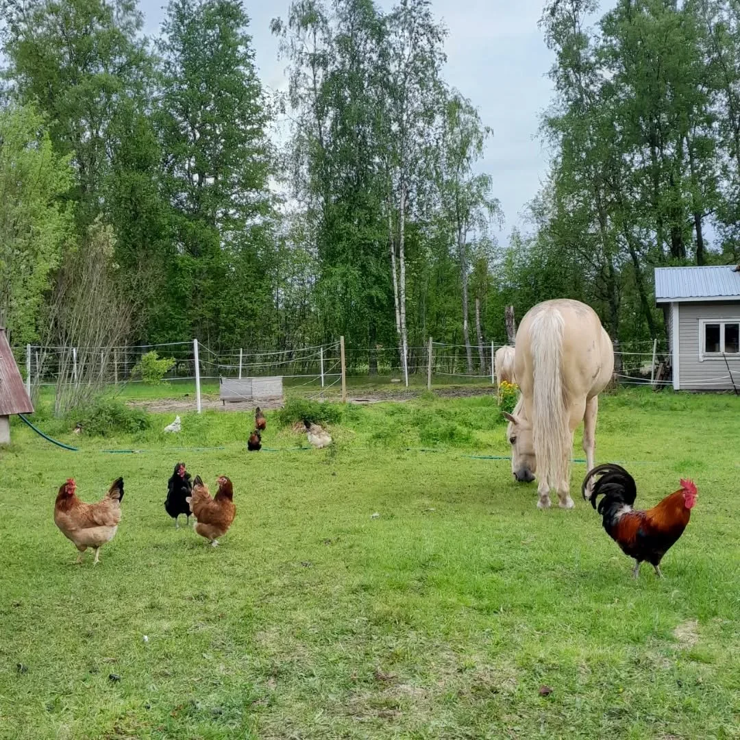 Kanoilla onkin ollut j&auml;nn&auml;t hetket. Kev&auml;inen sis&auml;ll&auml;pitoaika nimitt&auml;in p&auml;&auml;ttyi eilen ja he p&auml;&auml;siv&auml;t aloittamaan ulkoilukauden vapaana. T&auml;t&auml; riemua p&auml;&auml;siv&auml;t todistamaan Li
