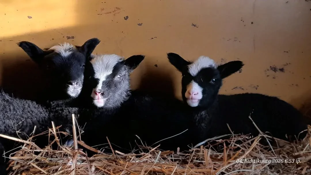 Tilan v&auml;ki toivottaa kaikille villan laatuun ja karitsam&auml;&auml;r&auml;&auml;n katsomatta Hyv&auml;&auml; P&auml;&auml;si&auml;ist&auml;! 🐣🌷

Talvi on ohi ja uusi kasvukausi on kohta t&auml;&auml;ll&auml;.