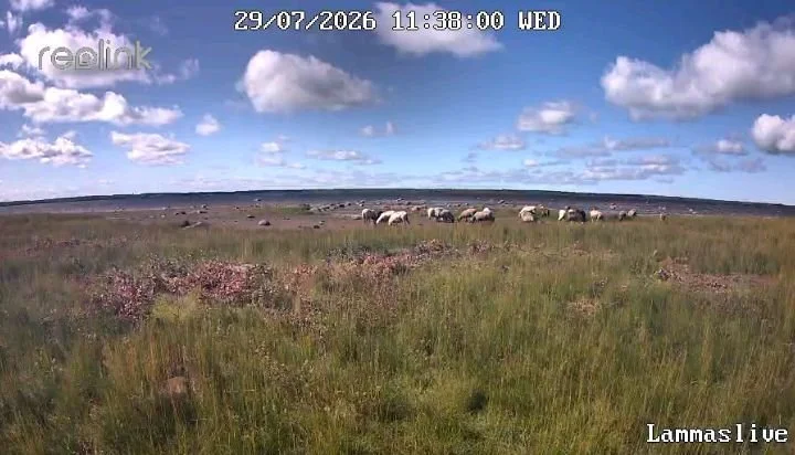 Lampaiden valvontaa saarikohteessa. 

Yleens&auml; laitumilla olevat el&auml;imet tulee tarkastaa p&auml;ivitt&auml;in, mutta vaikeasti saavutettavilla kohteilla harvemmin riitt&auml;&auml;. Riistakamera on oiva apu t&auml;ss&auml;. Toki nytkin meni 