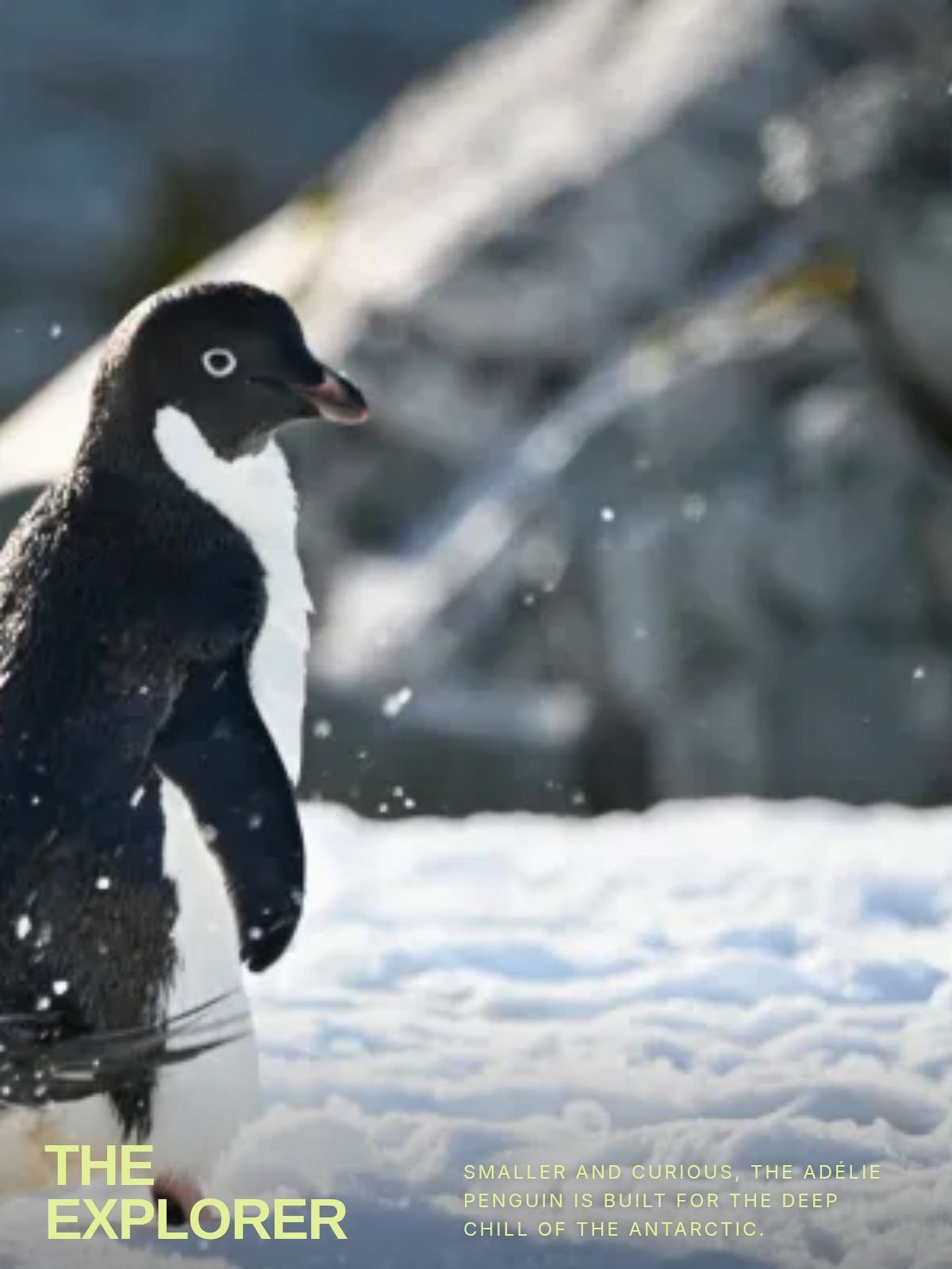 Adelie penguin standing on snow and ice with icy water in background.