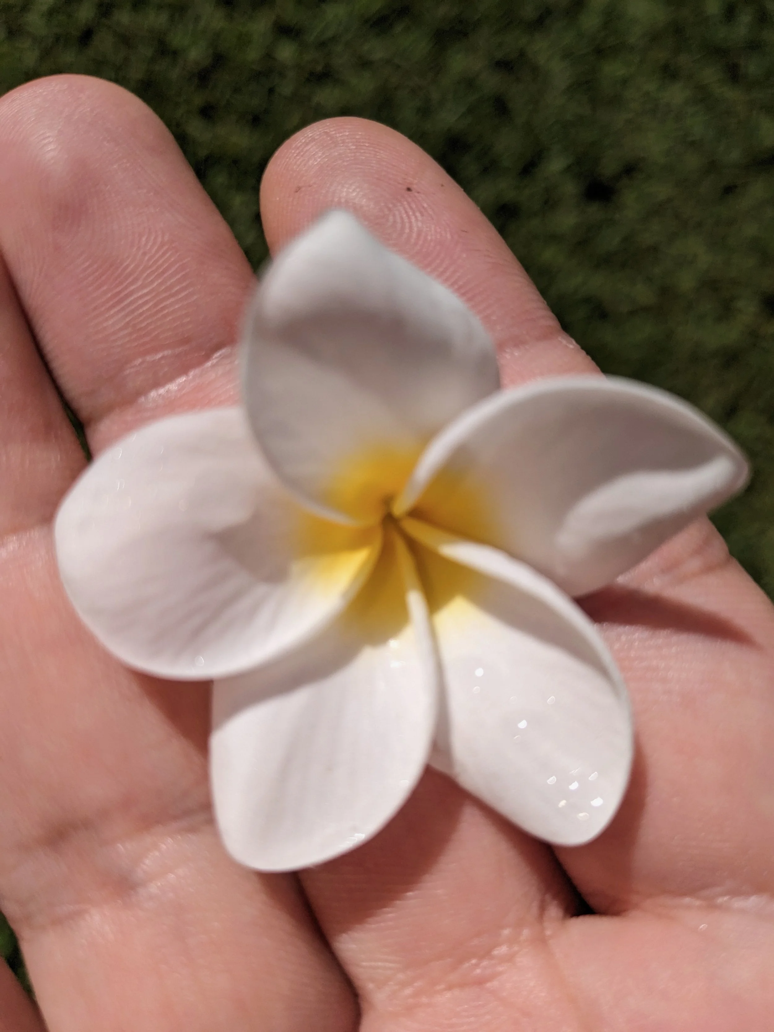 Close-up of a person's fingers with a white plumeria flower held between them against a green background.