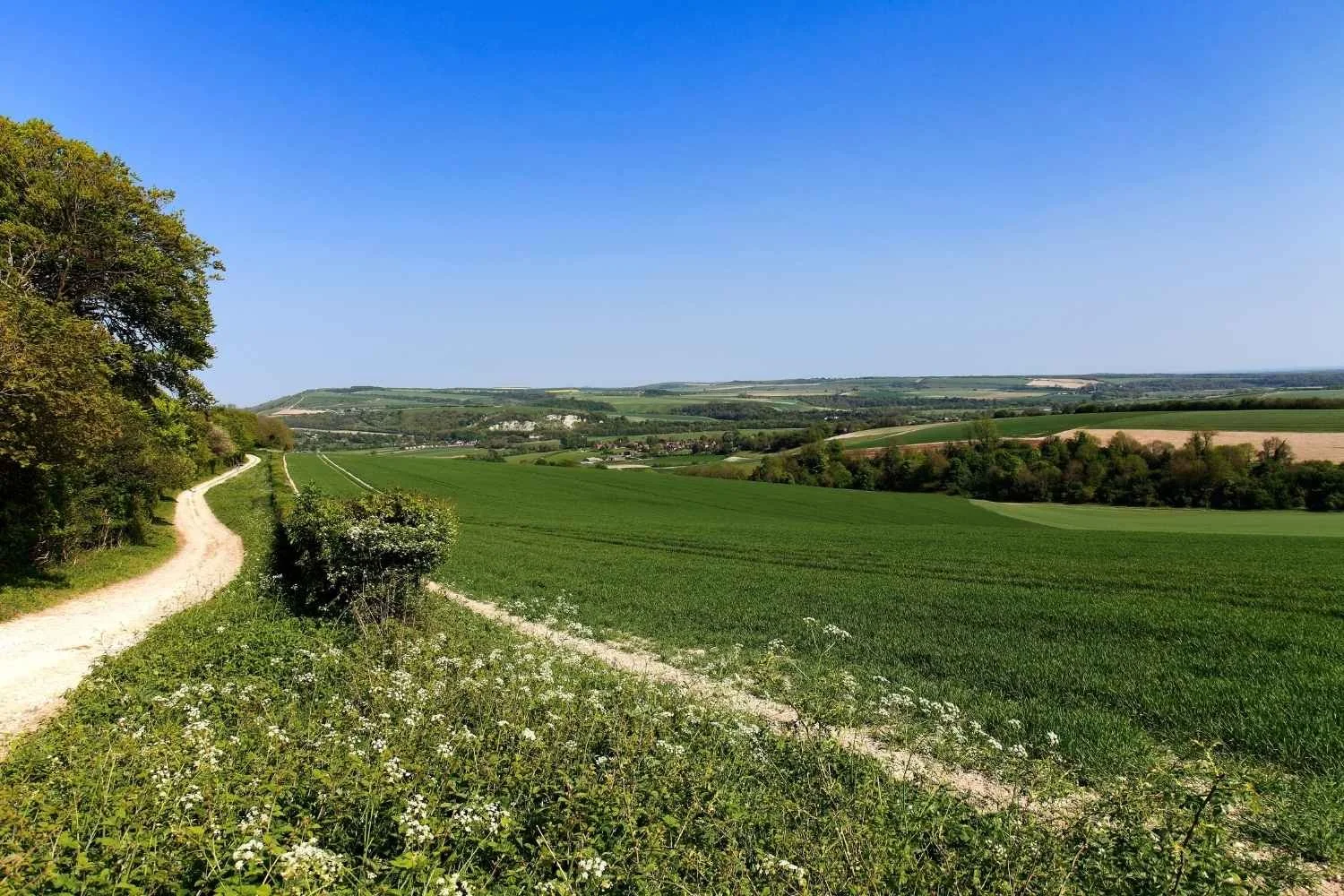 Scenic landscape of rolling green fields, a dirt path winding along a tree line, under a bright blue sky with no clouds.