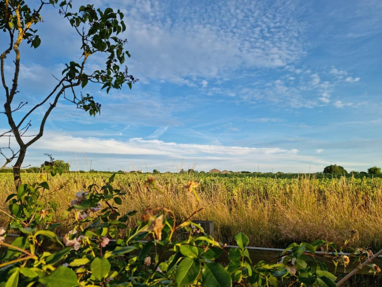 A rural landscape with a blue sky and scattered clouds, tall grass, and green foliage.
