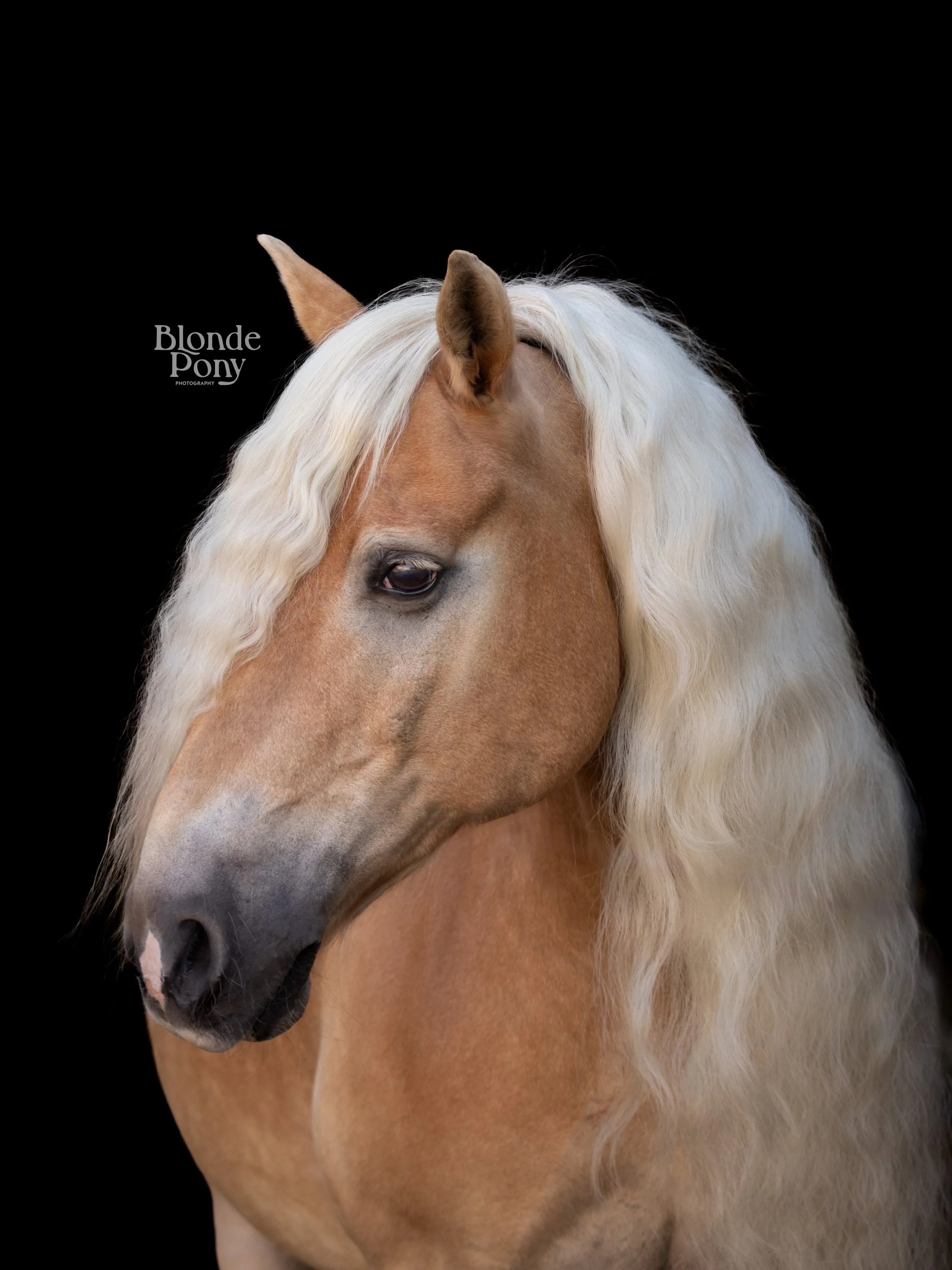 Gisteren voor het eerst ge&euml;xperimenteerd met fotograferen voor blackfoto&rsquo;s. En dit is nog maar het begin, in het najaar ga ik aan de slag met kerst minishoots met mijn eigen gemaakte velvet strikken 🪡 Binnenkort meer! #paardenfotografie #