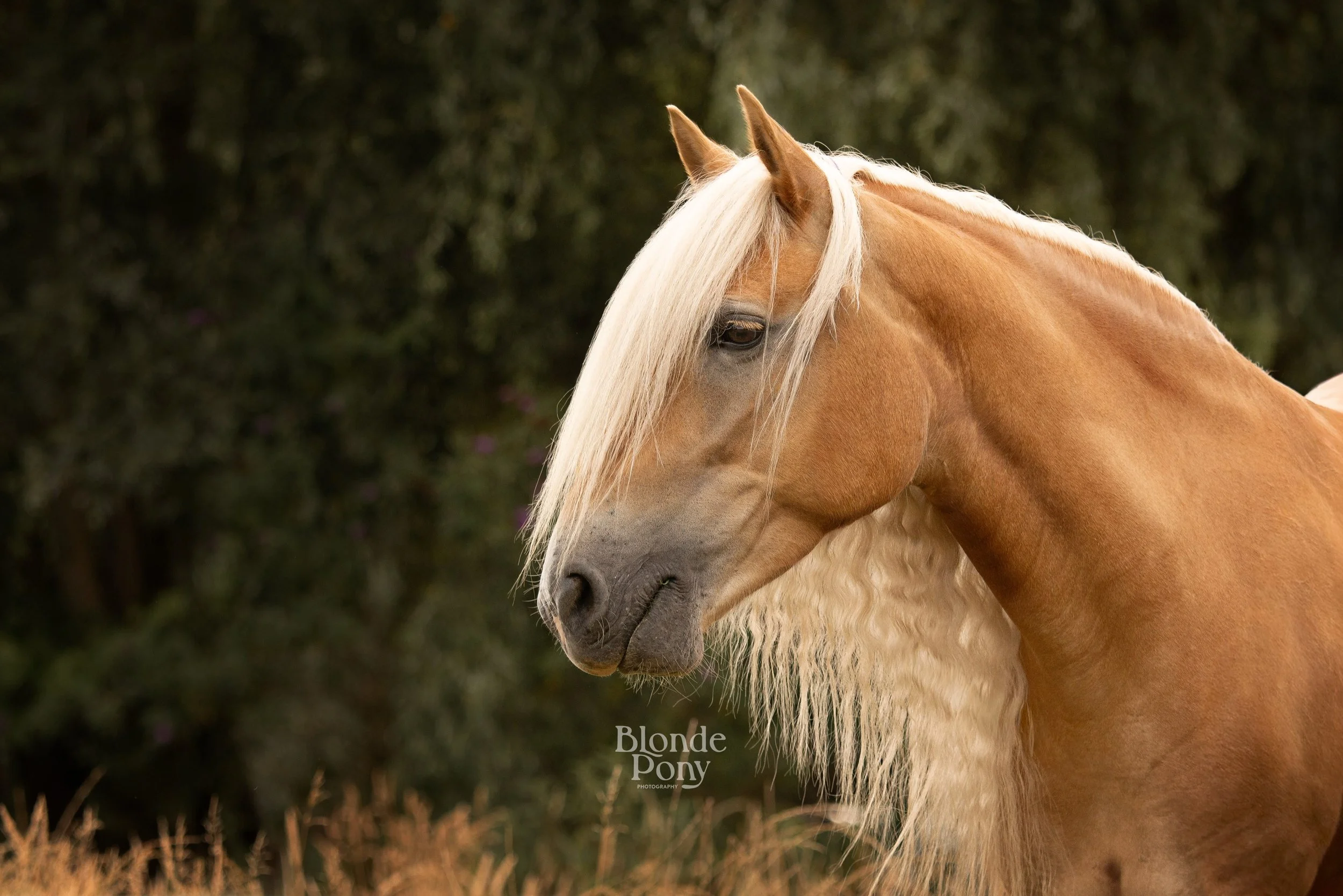 Afgelopen weekend deze blonde schone genaamd Pippa voor de lens.✨ #paardenfotografie #paardenfotograaf #Haflinger #blondepony #haflingerofinstagram
