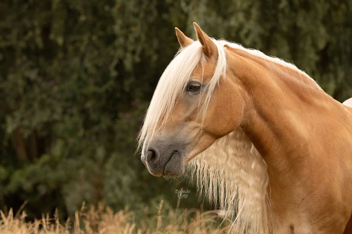 Haflinger paard buiten portret tijdens een buiten fotoshoot in de omgeving van Eindhoven