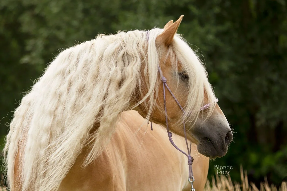 Haflinger paard buiten portret tijdens een buiten fotoshoot in de omgeving van Eindhoven