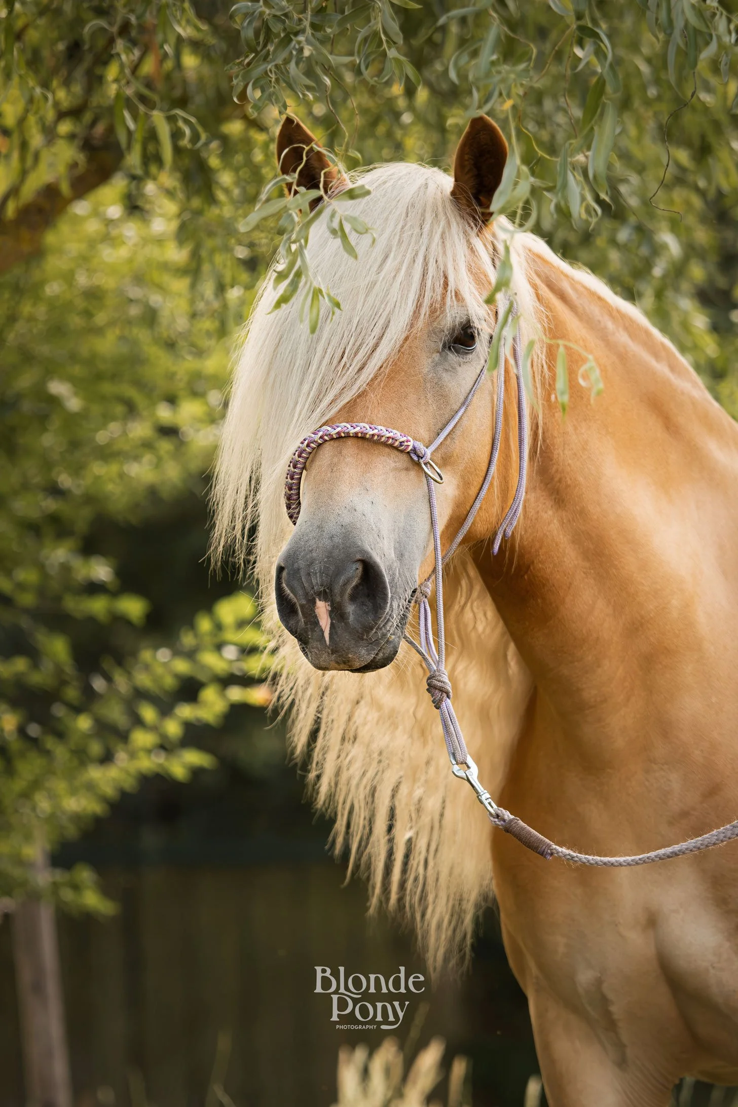 Haflinger paard buiten portret tijdens een buiten fotoshoot in de omgeving van Eindhoven