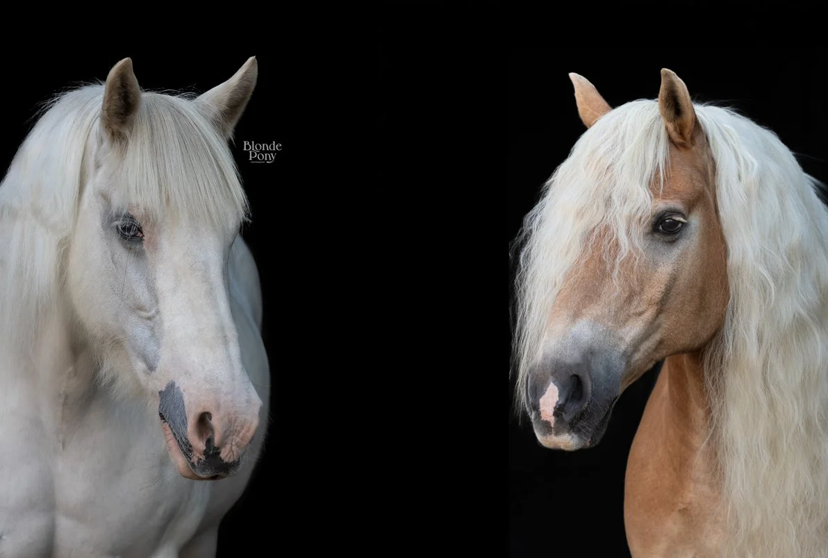 Haflinger en Fell pony gefotografeerd voor zwarte achtergrond - Door Blonde Pony Photography