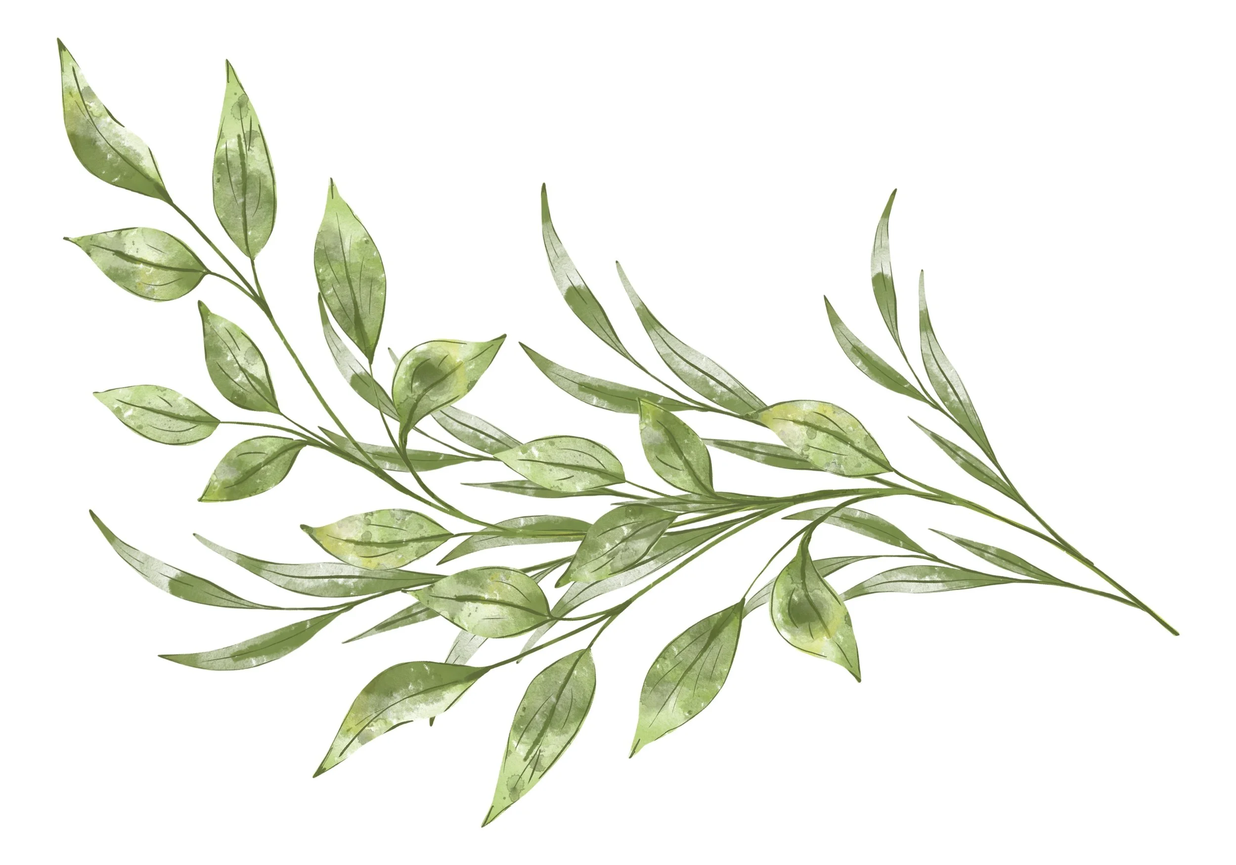 Watercolor illustration of green leafy branches on a white background.