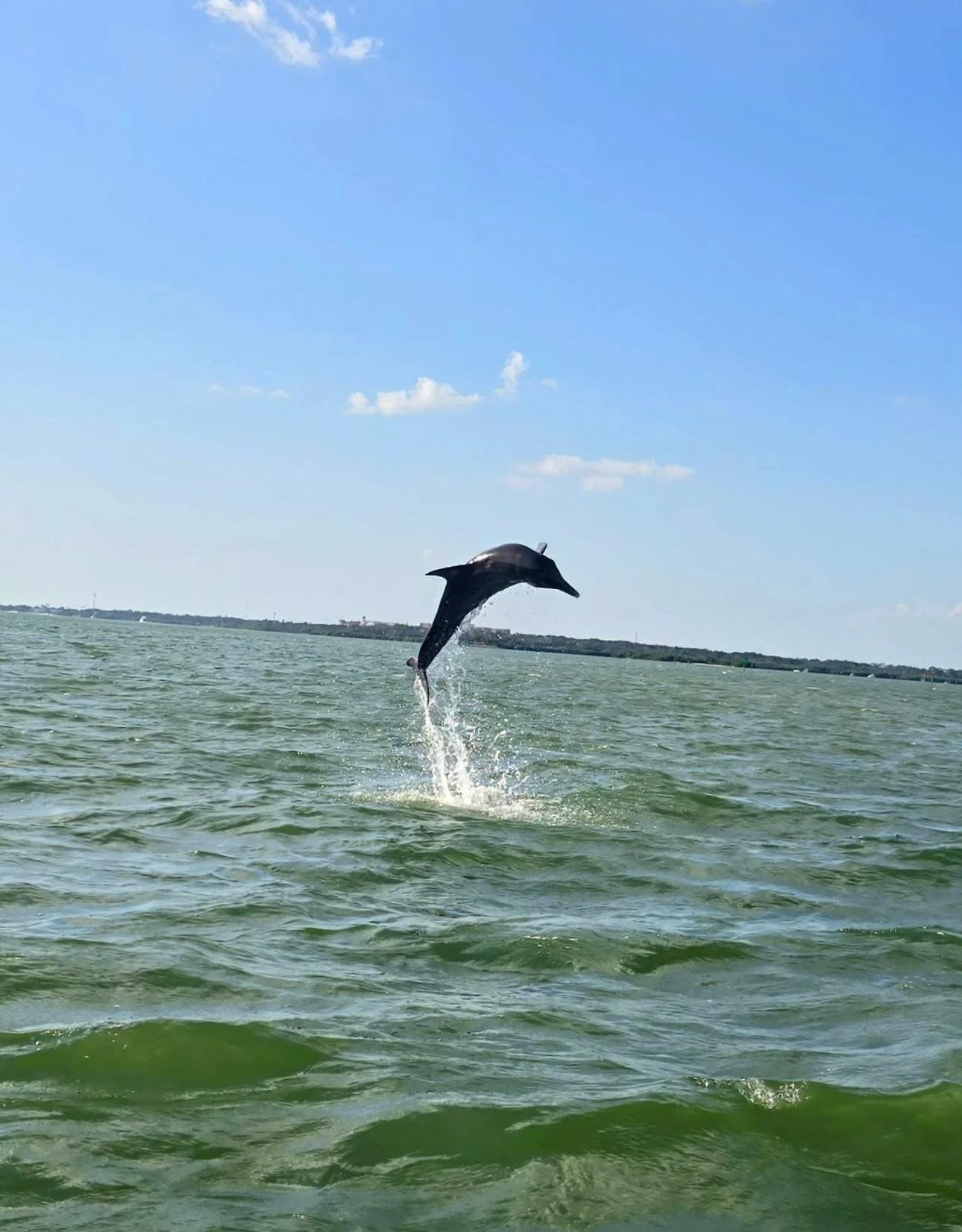 Dolphin Boat Tours