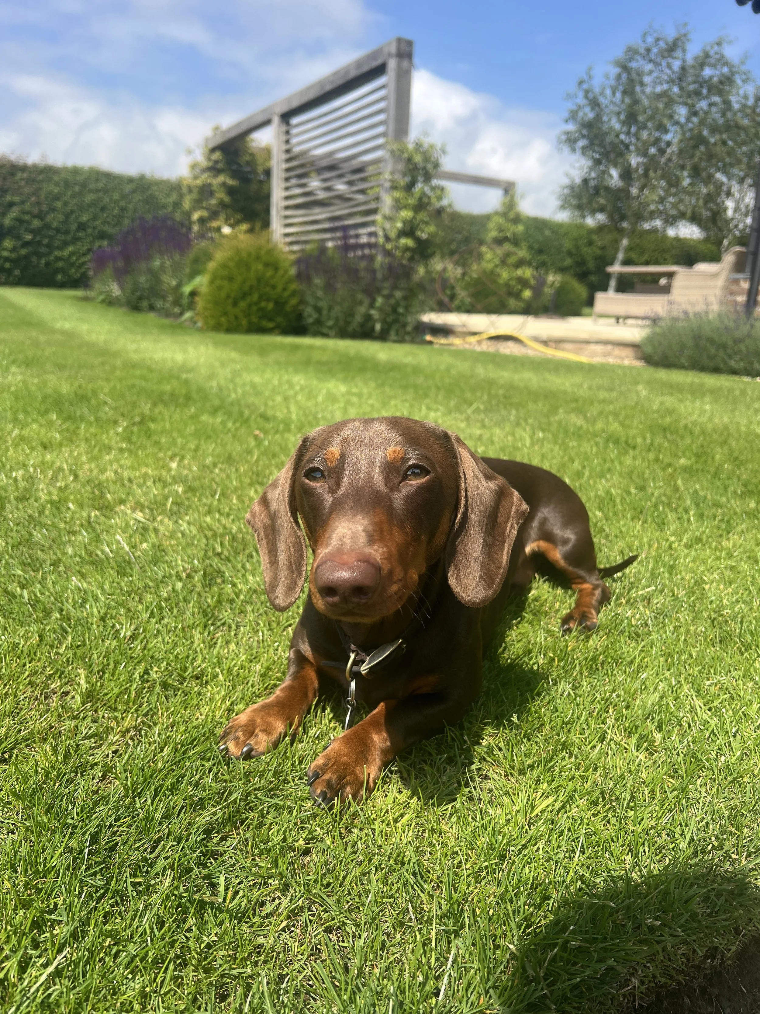 A brown dachshund lying on green grass in a backyard with trees, bushes, a wooden fence, and a blue sky.