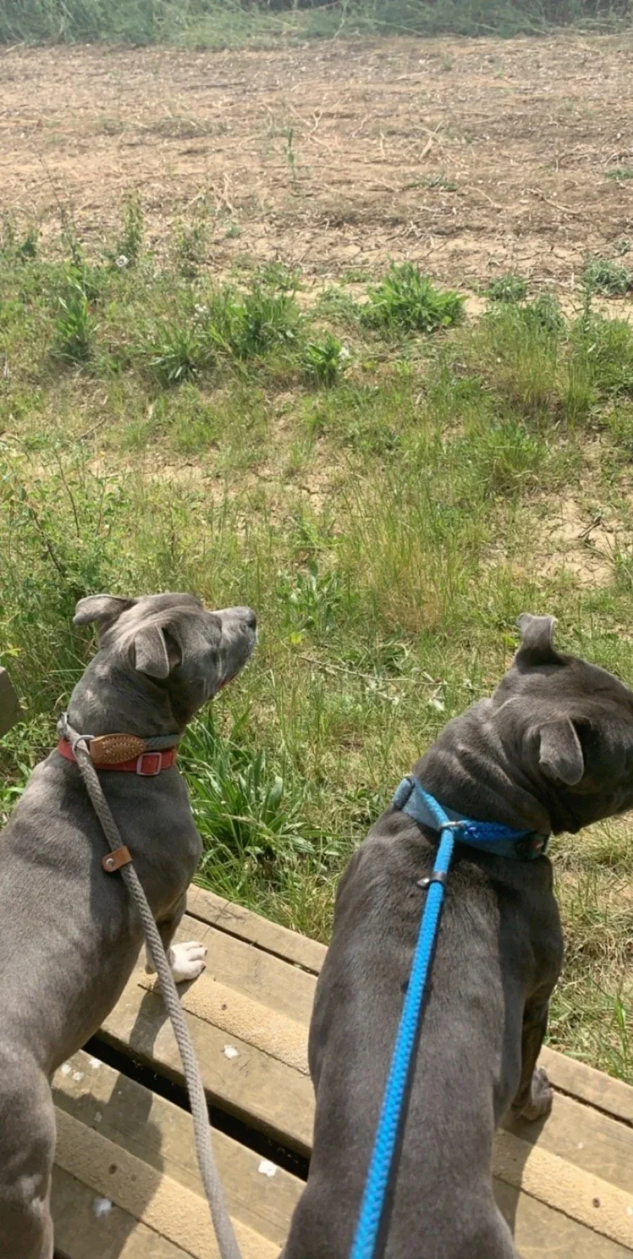 Two gray dogs wearing collars and leashes, sitting on a wooden platform, looking away toward a grassy field with some plants and bare soil.