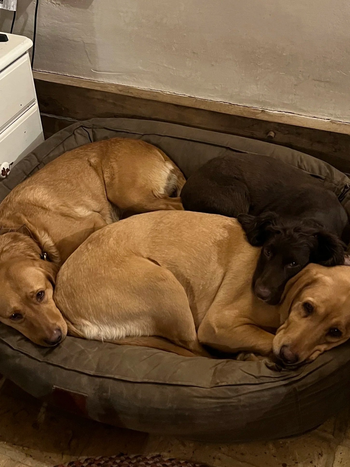 Pet sitting for 3 dogs, chilling in their bed