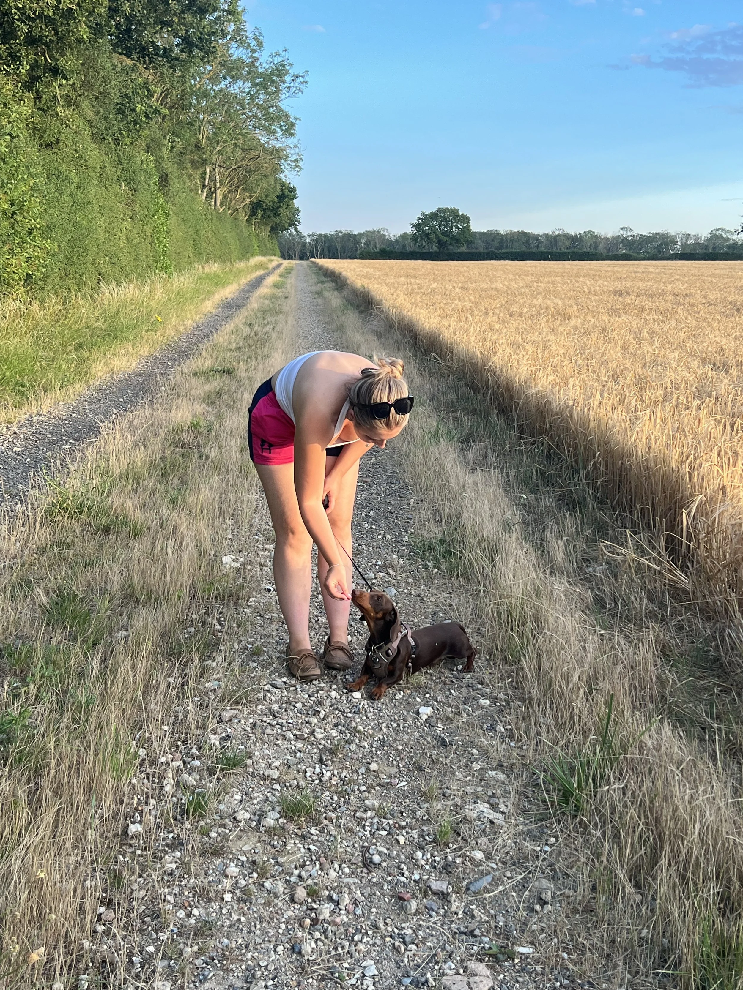 Solo dog walk training around the countryside