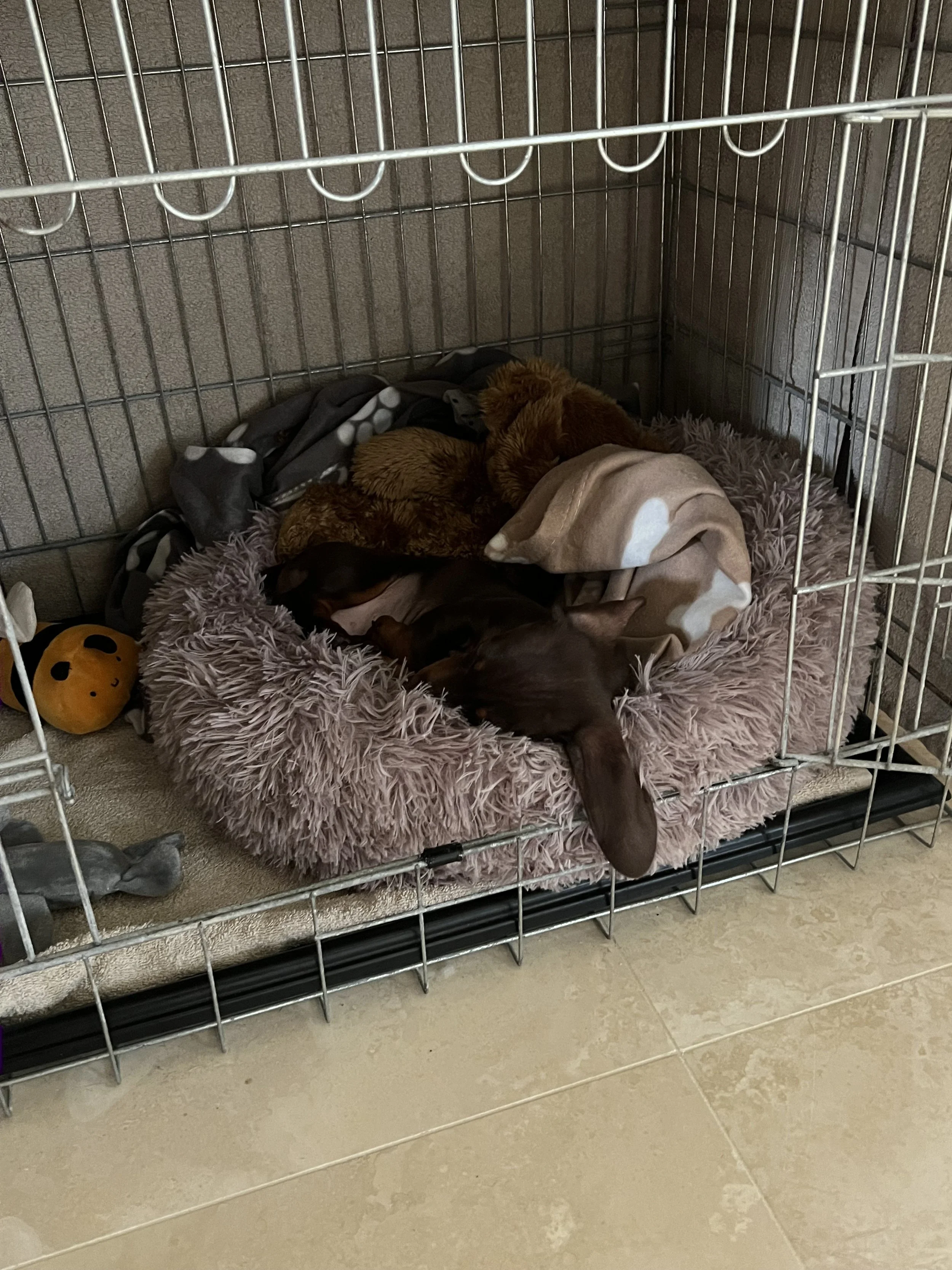 A small brown puppy is sleeping on a fluffy pink pet bed inside a wire crate, with a blanket partially covering it. A yellow toy with black face markings is placed outside the crate on the floor.