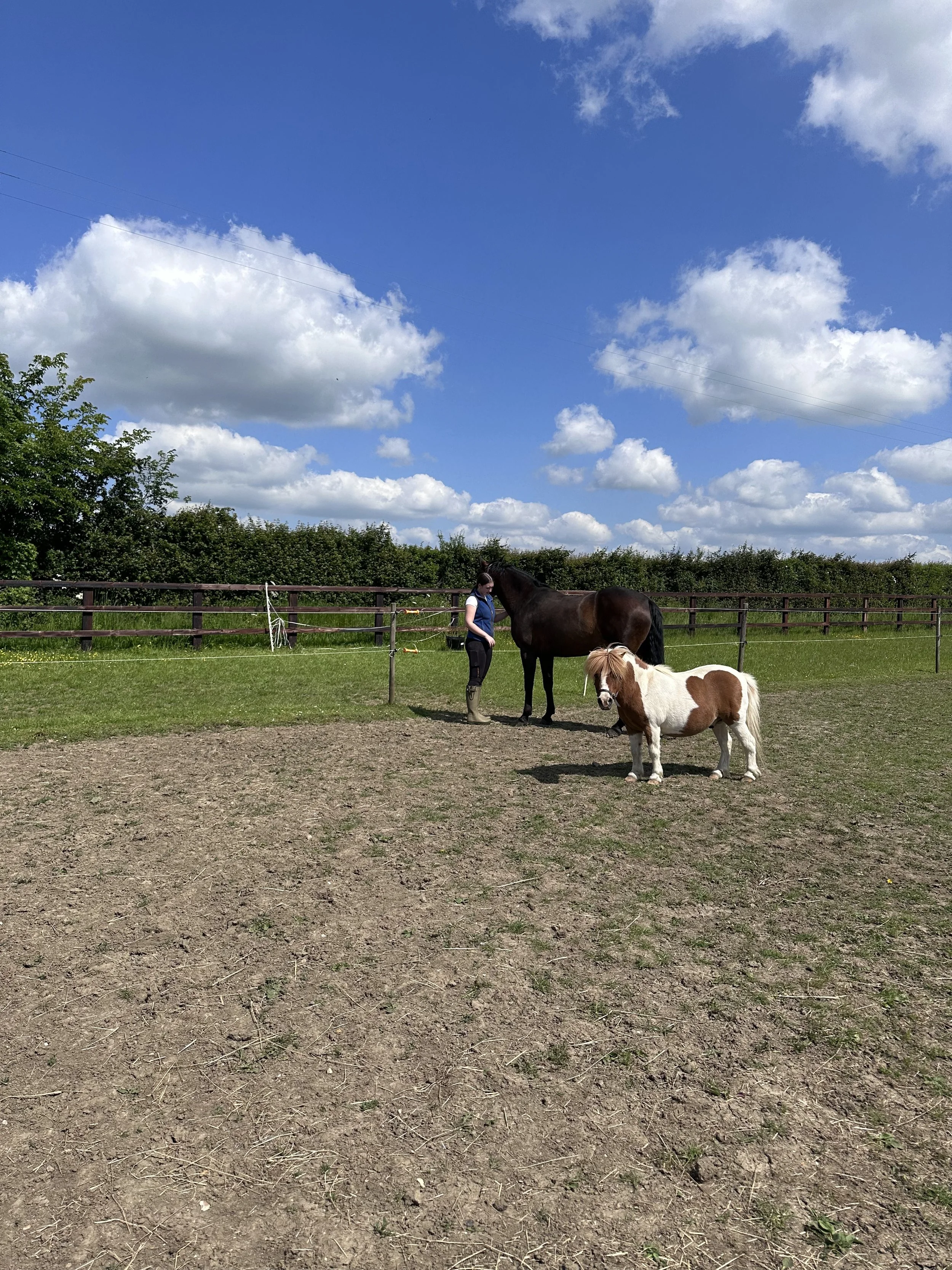 A young woman with long dark hair in a ponytail, wearing riding boots, a white shirt, and a blue vest, stands outside in a grassy paddock with two ponies, one dark brown and one white with light brown patches, against a backdrop of a wooden fence and