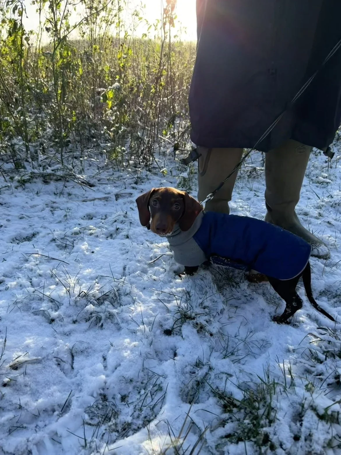 A brown dachshund wearing a gray and blue coat standing on snow-covered ground during daylight, with a person standing nearby holding its leash, in a winter outdoor setting with green bushes and sunlight in the background.