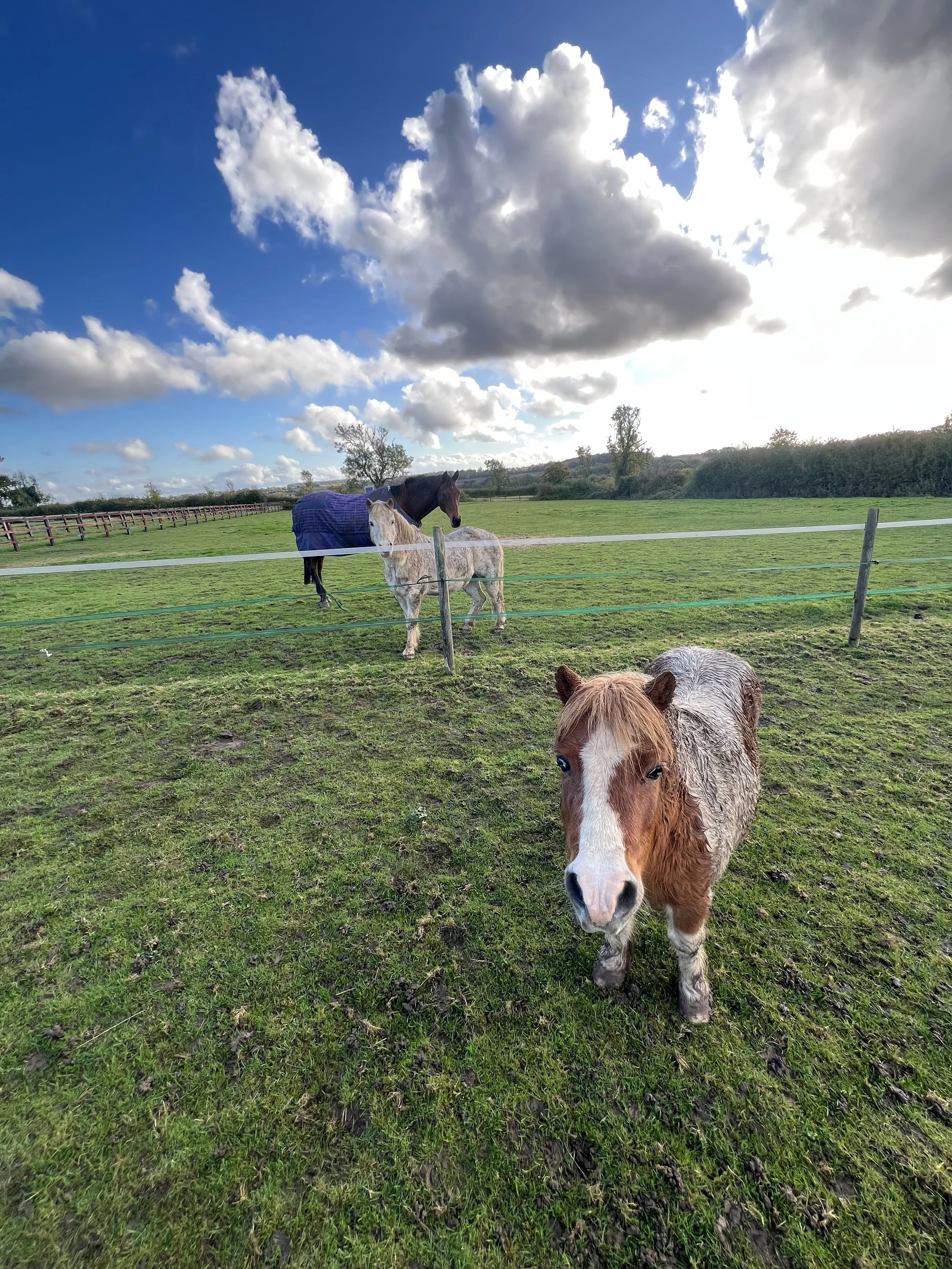 A young horse with a brown and white coat standing on a green field, with another horse in the background, under a partly cloudy sky.
