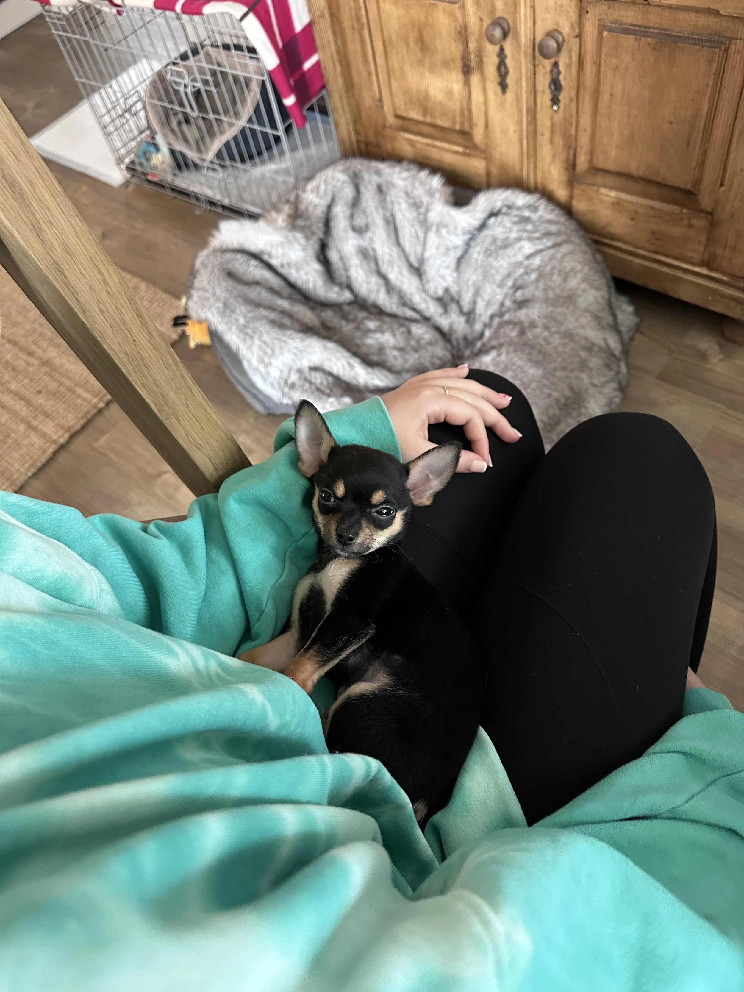 Person wearing a green hoodie sitting with a small black and tan puppy on their lap. The person is holding the puppy's head and the puppy has large ears and is looking at the camera. There is a dog crate with a blanket and some items in the backgroun
