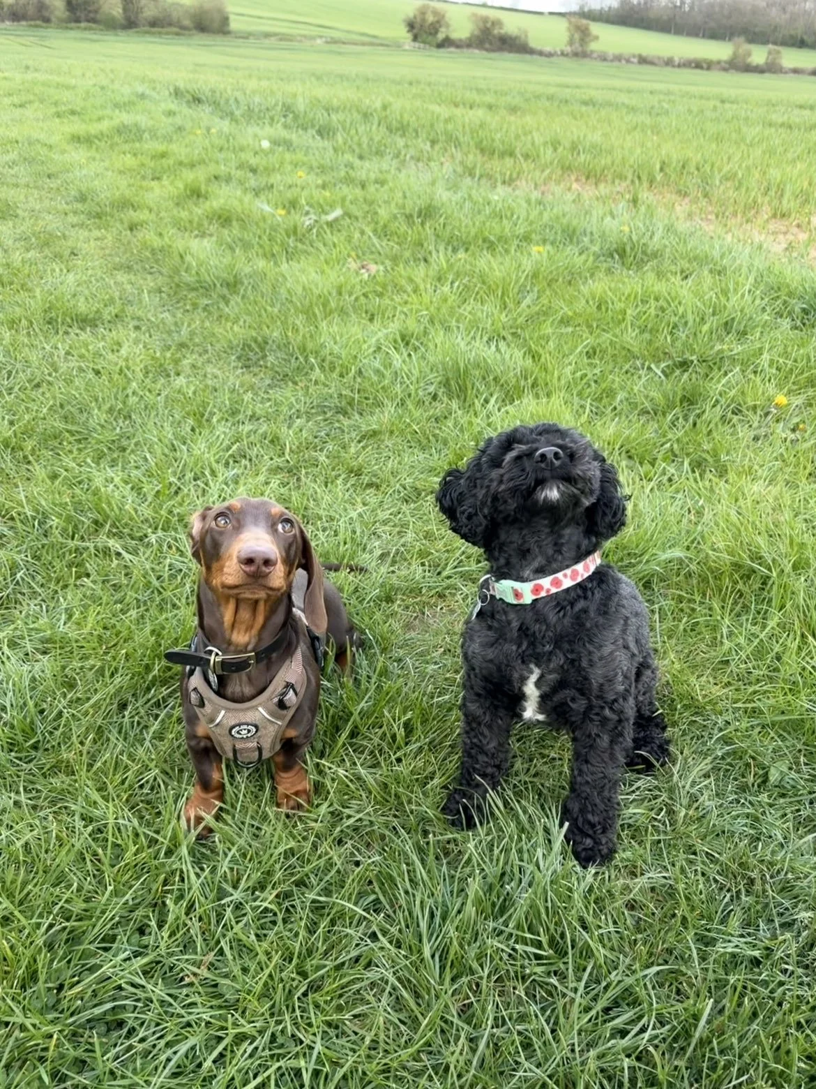 2 dogs training on solo dog walks