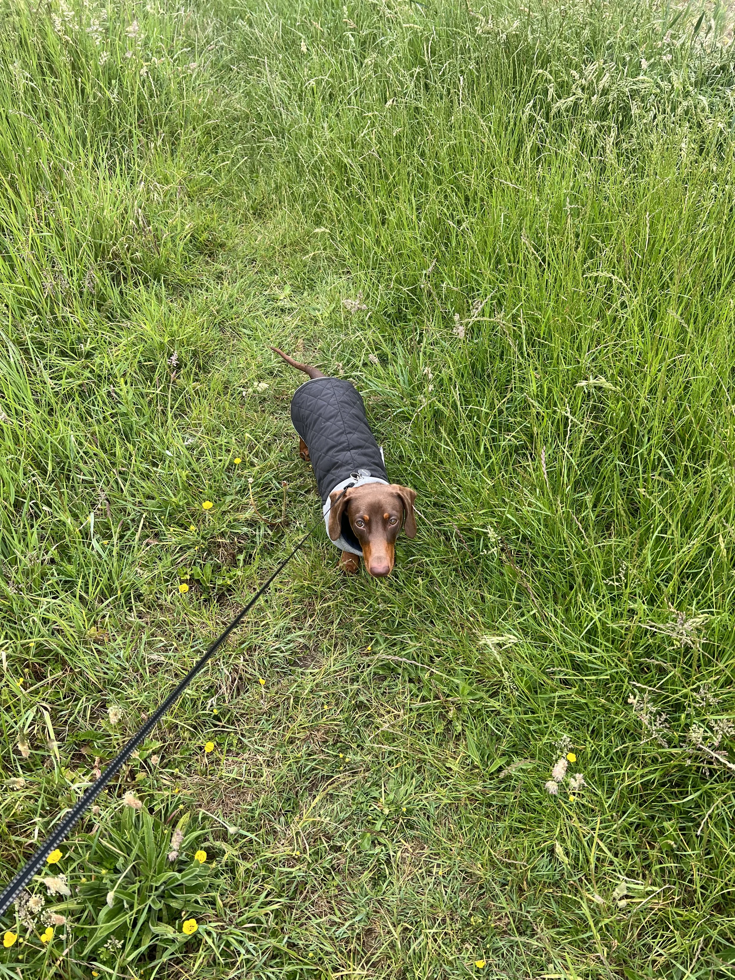 Solo dog walk on a rainy day around the fields