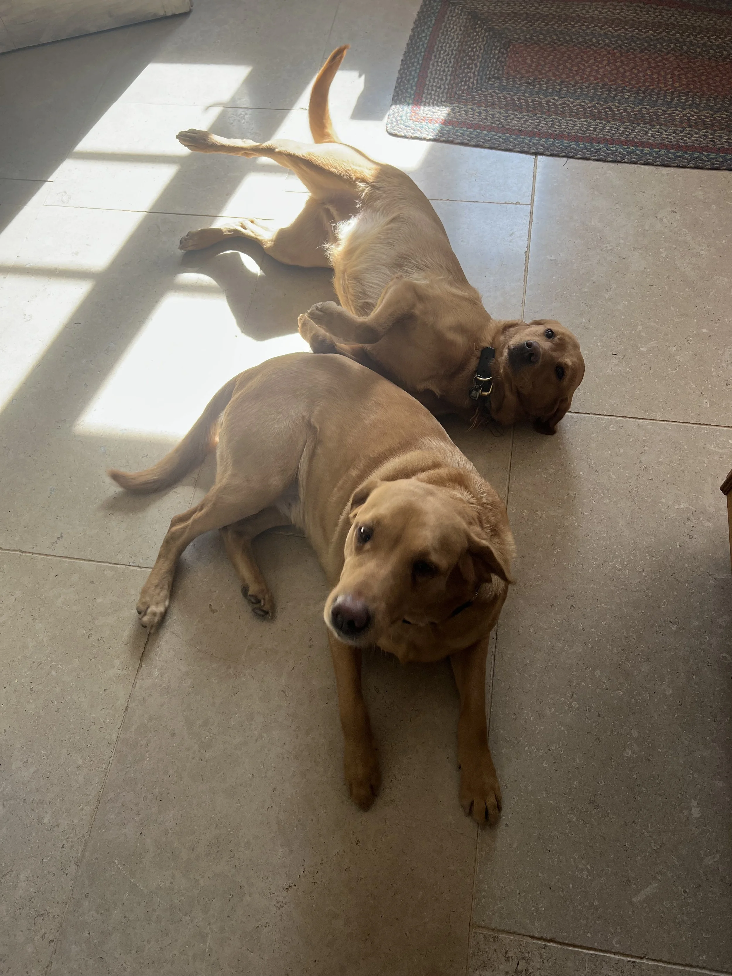 Dog check in, chilling on the stone floors