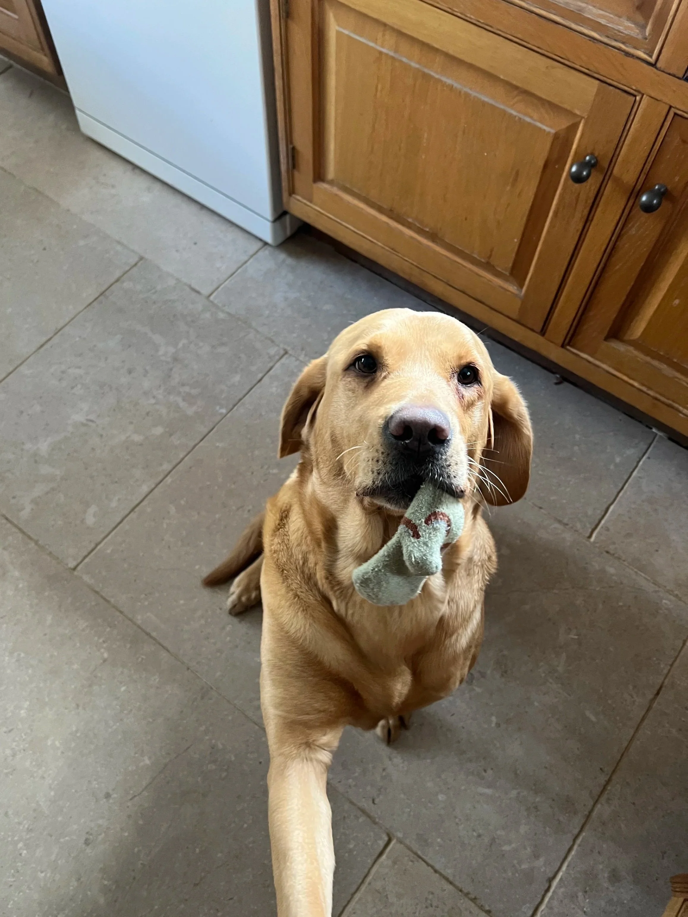 Puppy check in