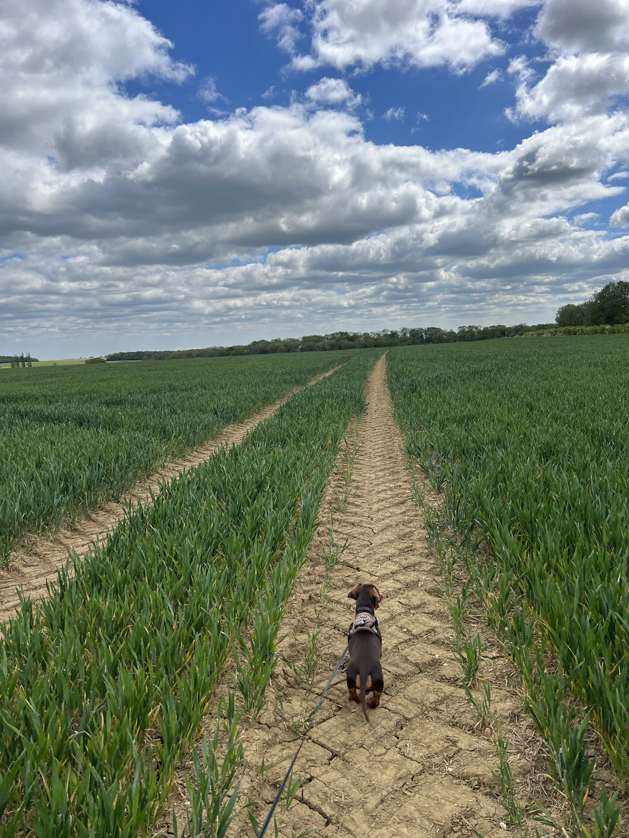 Solo dog walk through crops