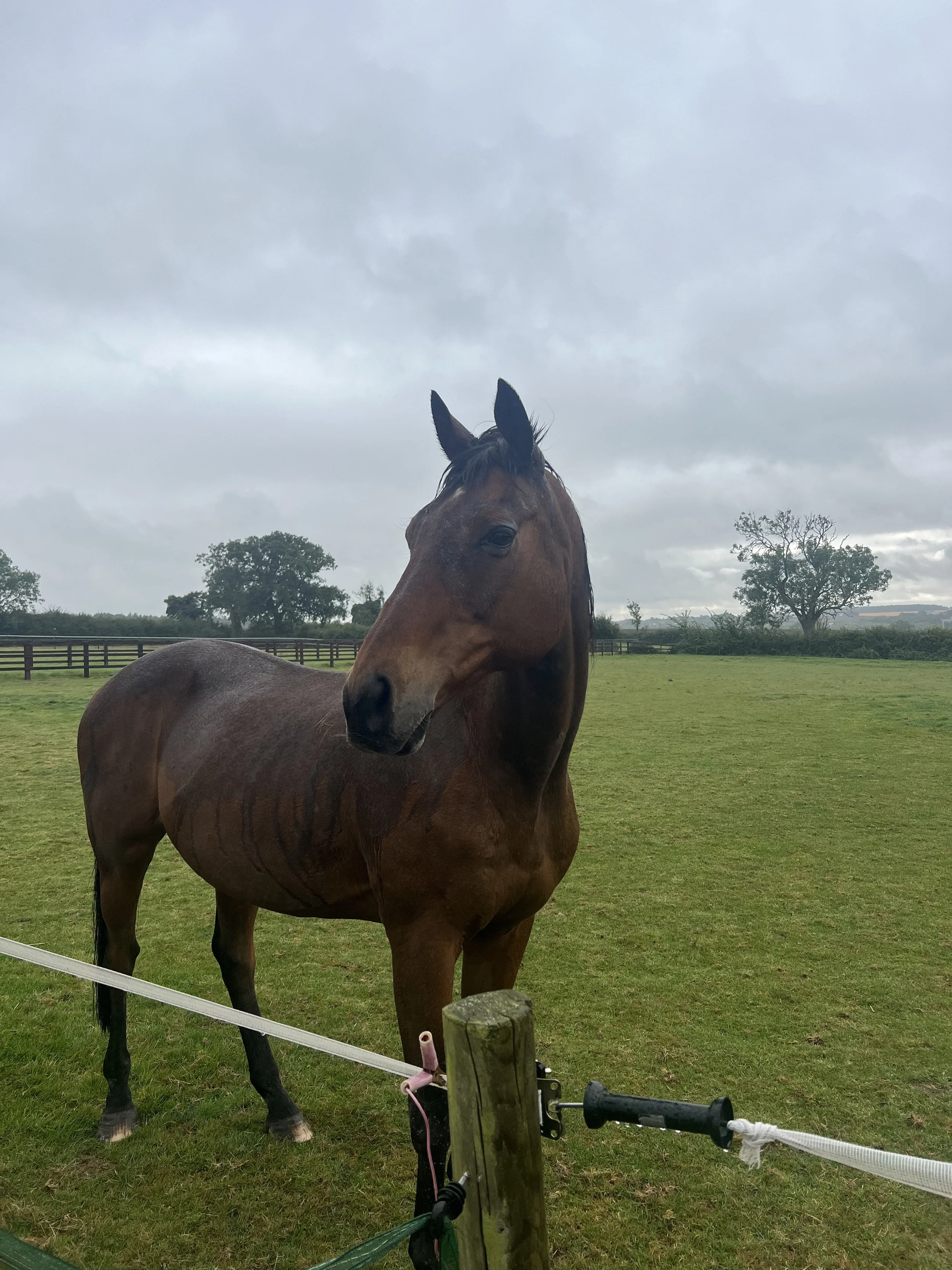 A brown horse standing in a fenced grassy field on a cloudy day, with trees and a cloudy sky in the background.