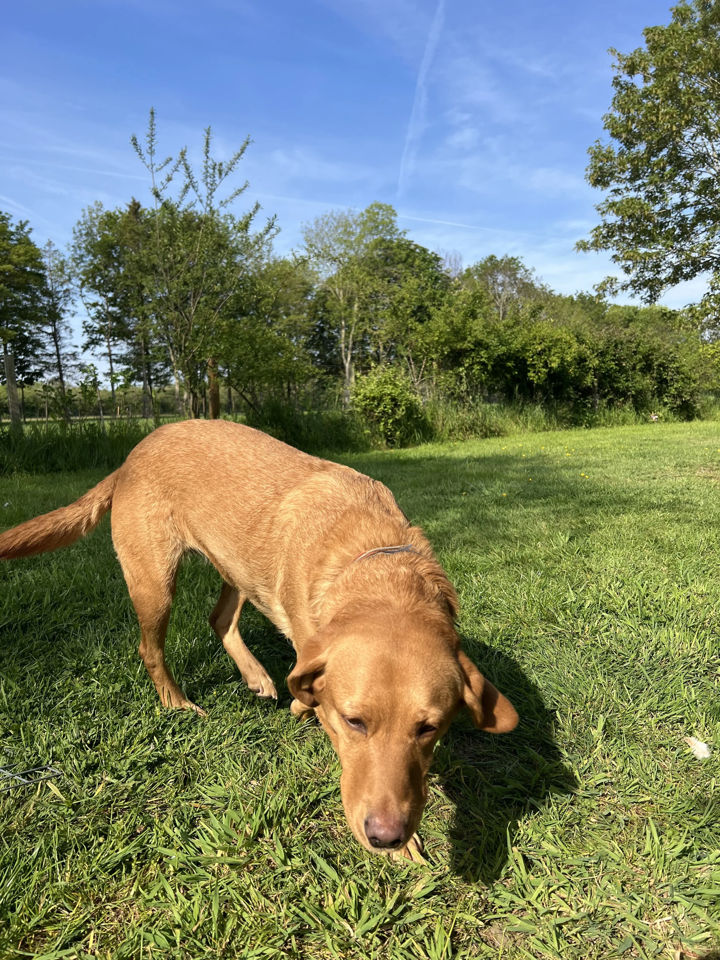 Dog check in, toilet breaks in the garden