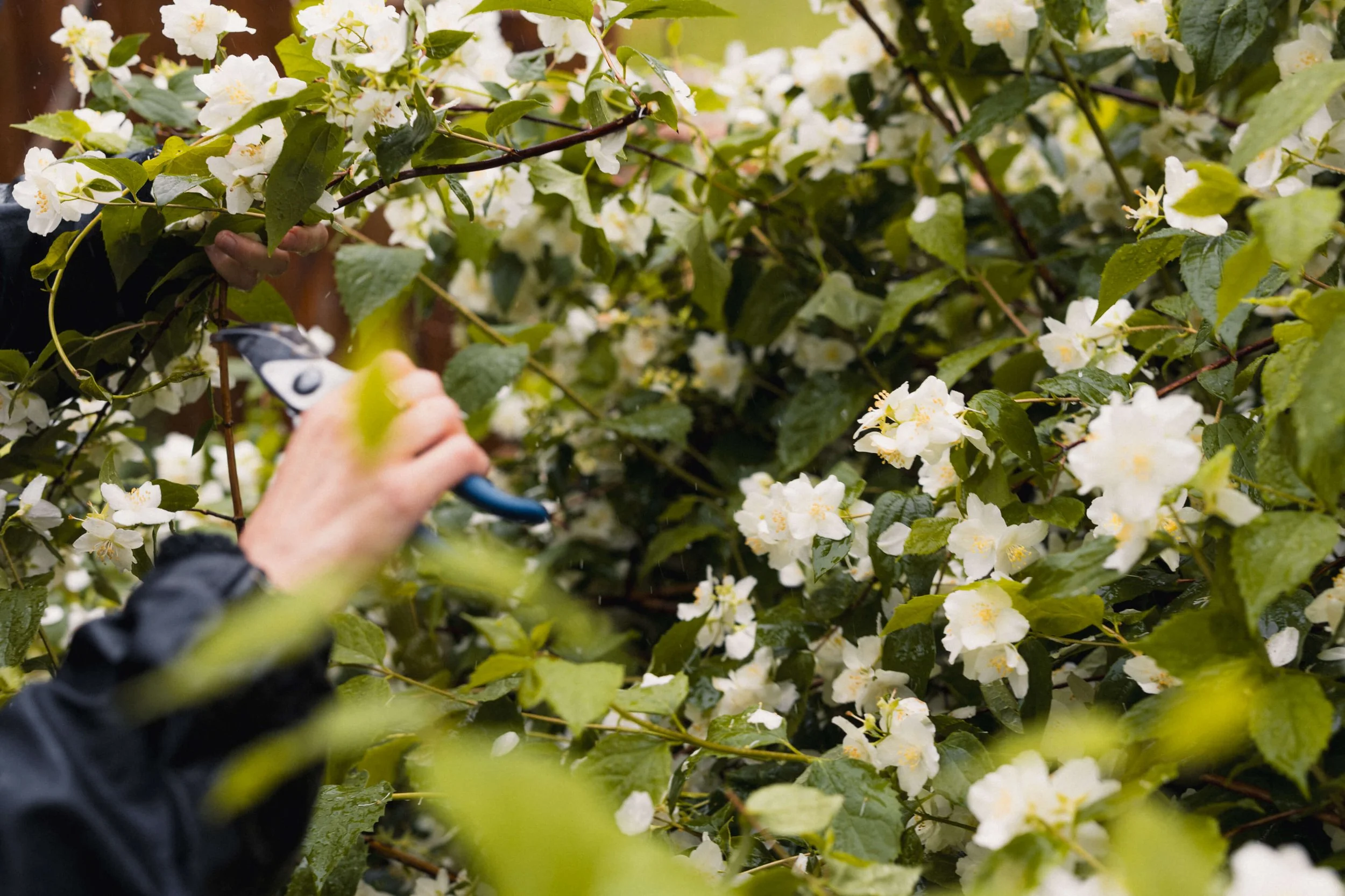 Cueillette de fleurs et de feuillages dans le jardin pendant un atelier floral.