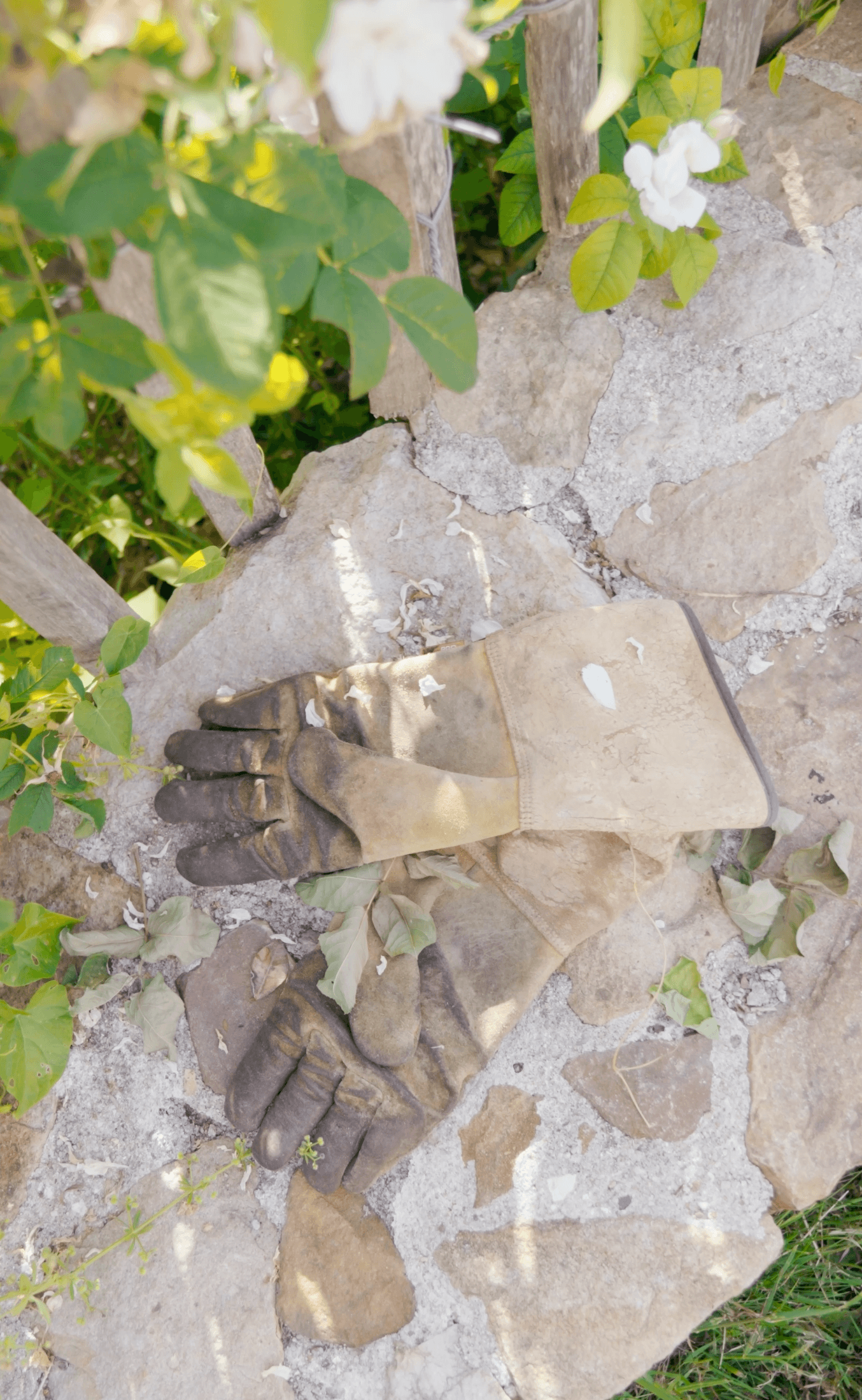 Gants de jardinage dans le Jardin des Éphémères, jardin de fleurs coupées en Anjou.