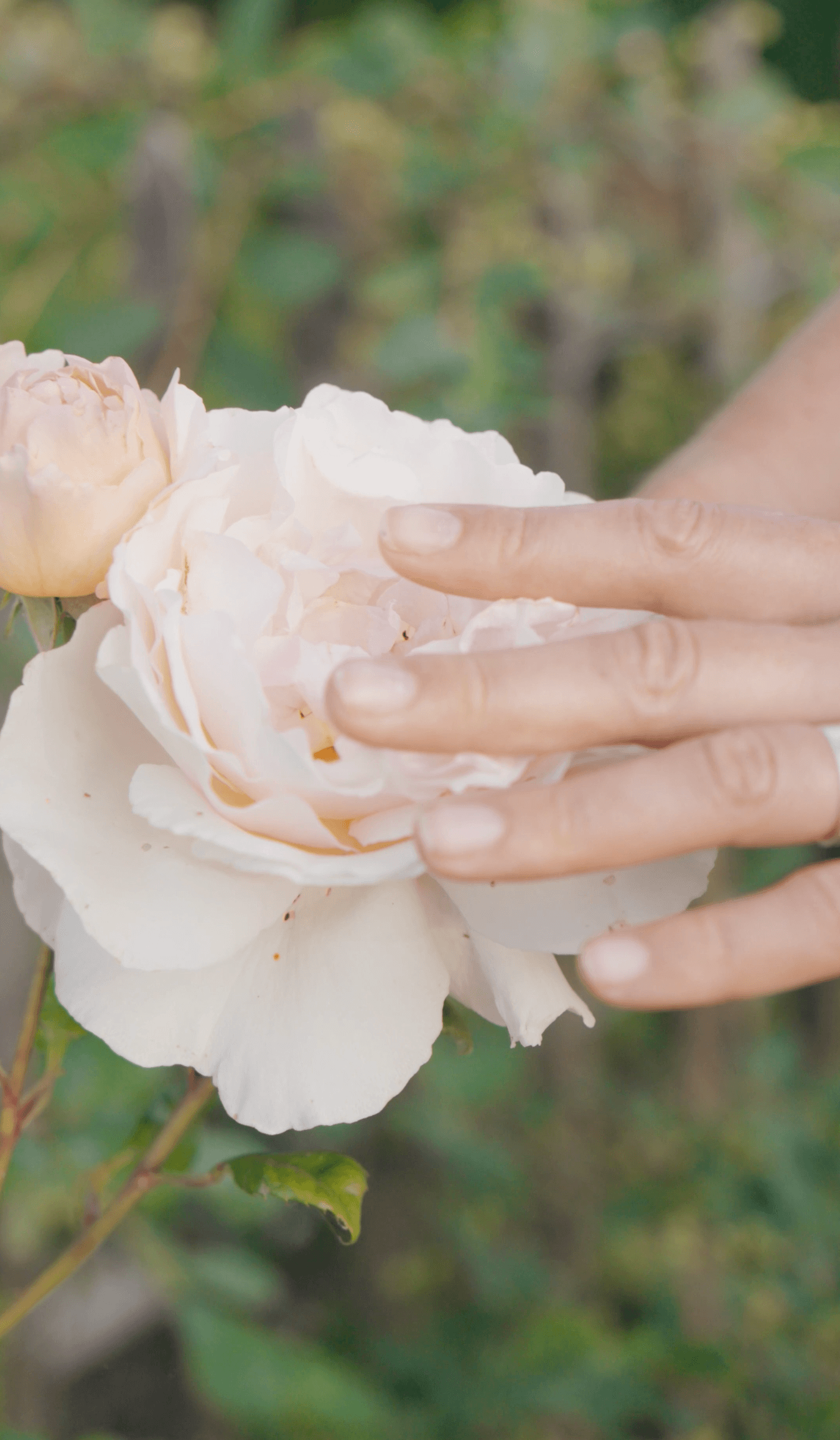 Cueillette dans le jardin de fleurs coupées des Éphémères en Anjou.